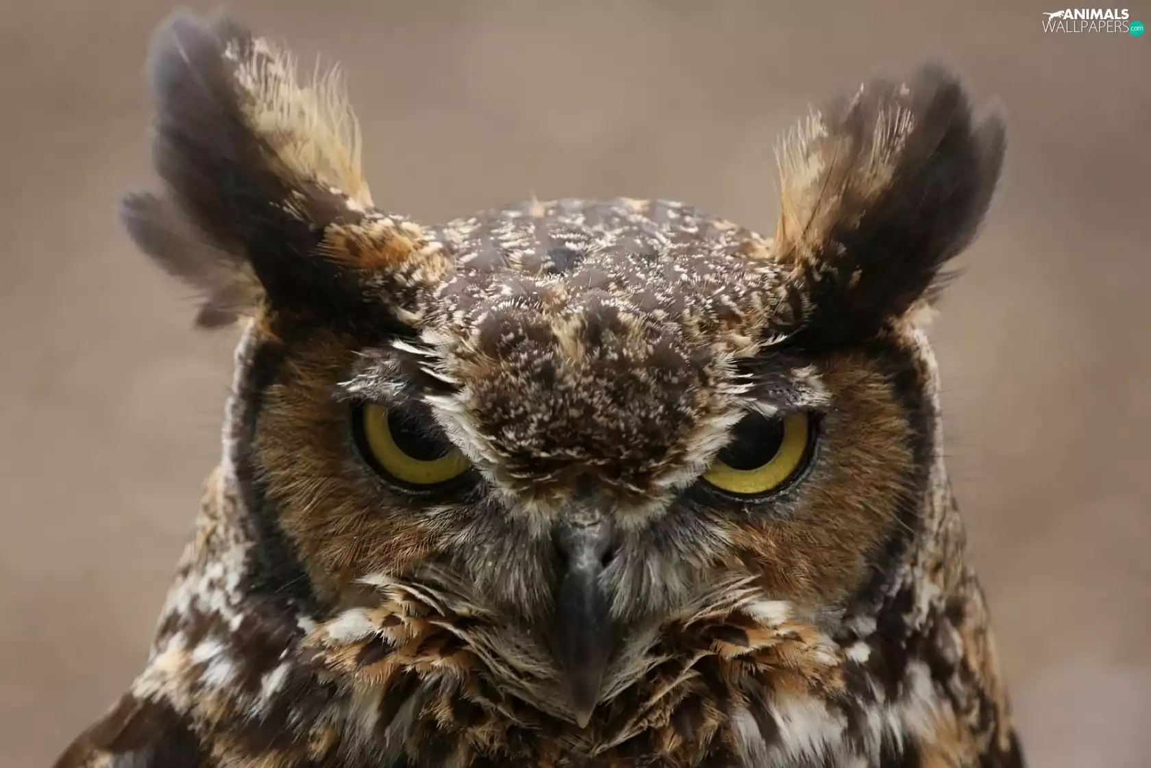 Owl Ear, facial disks