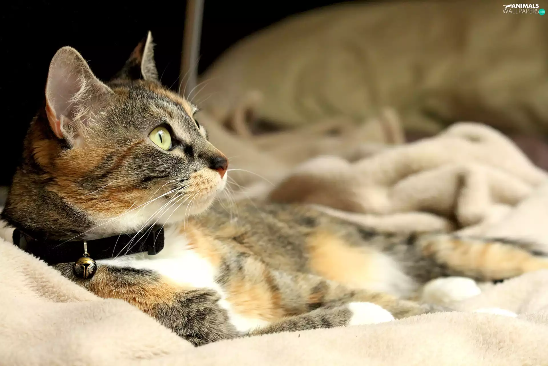 dog-collar, cat, dispatch