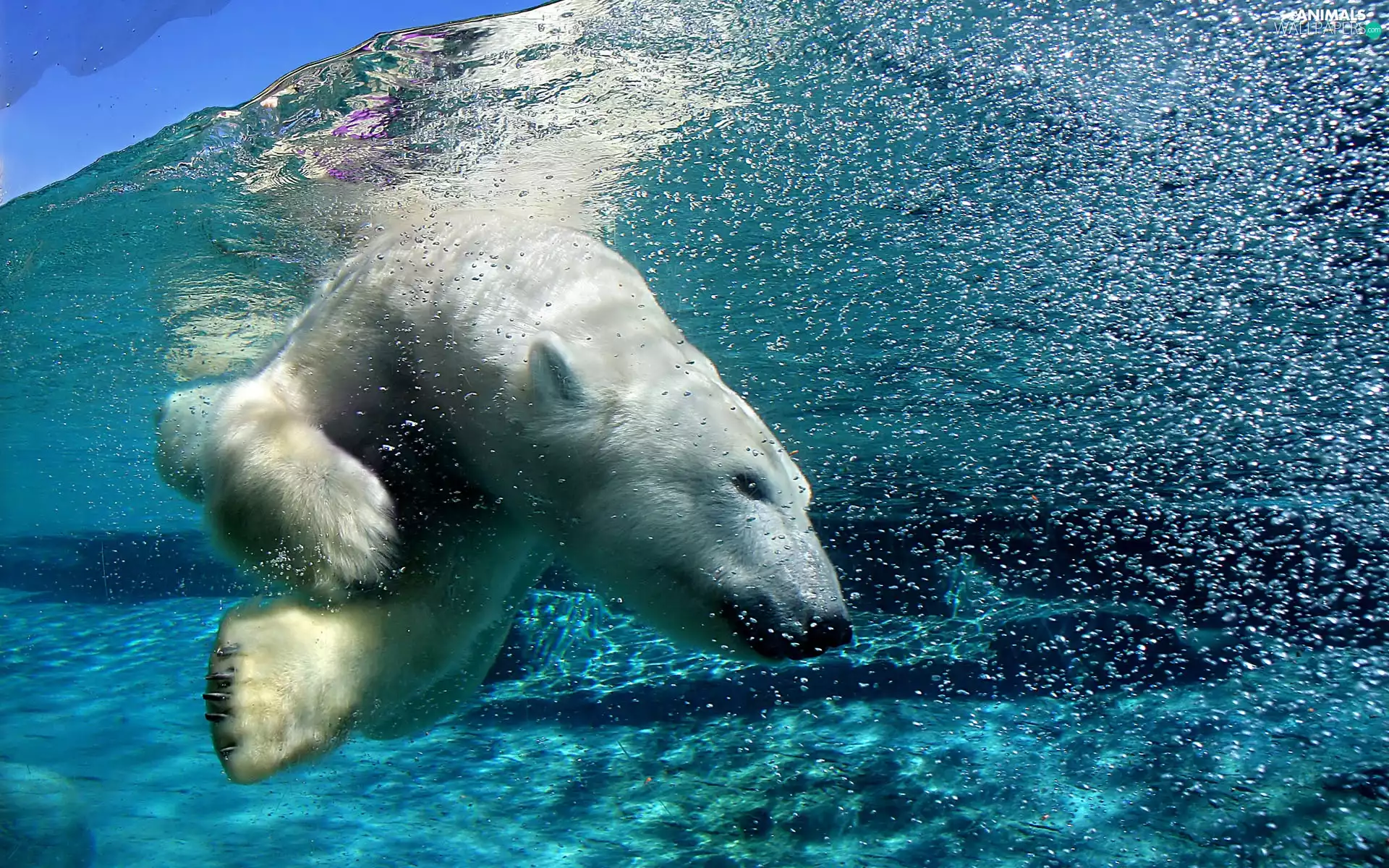 diving, Bear, polar