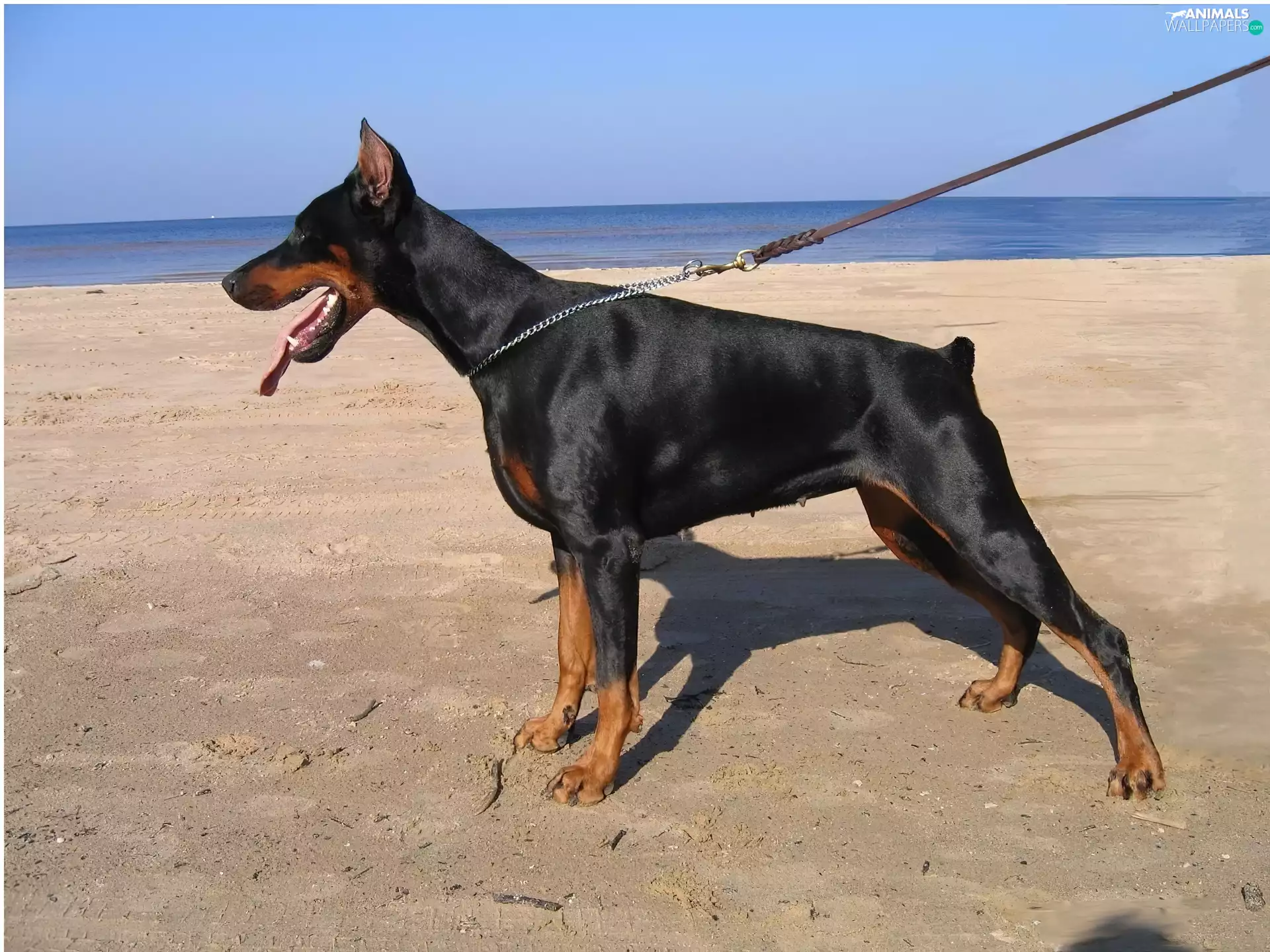 Doberman, Beaches