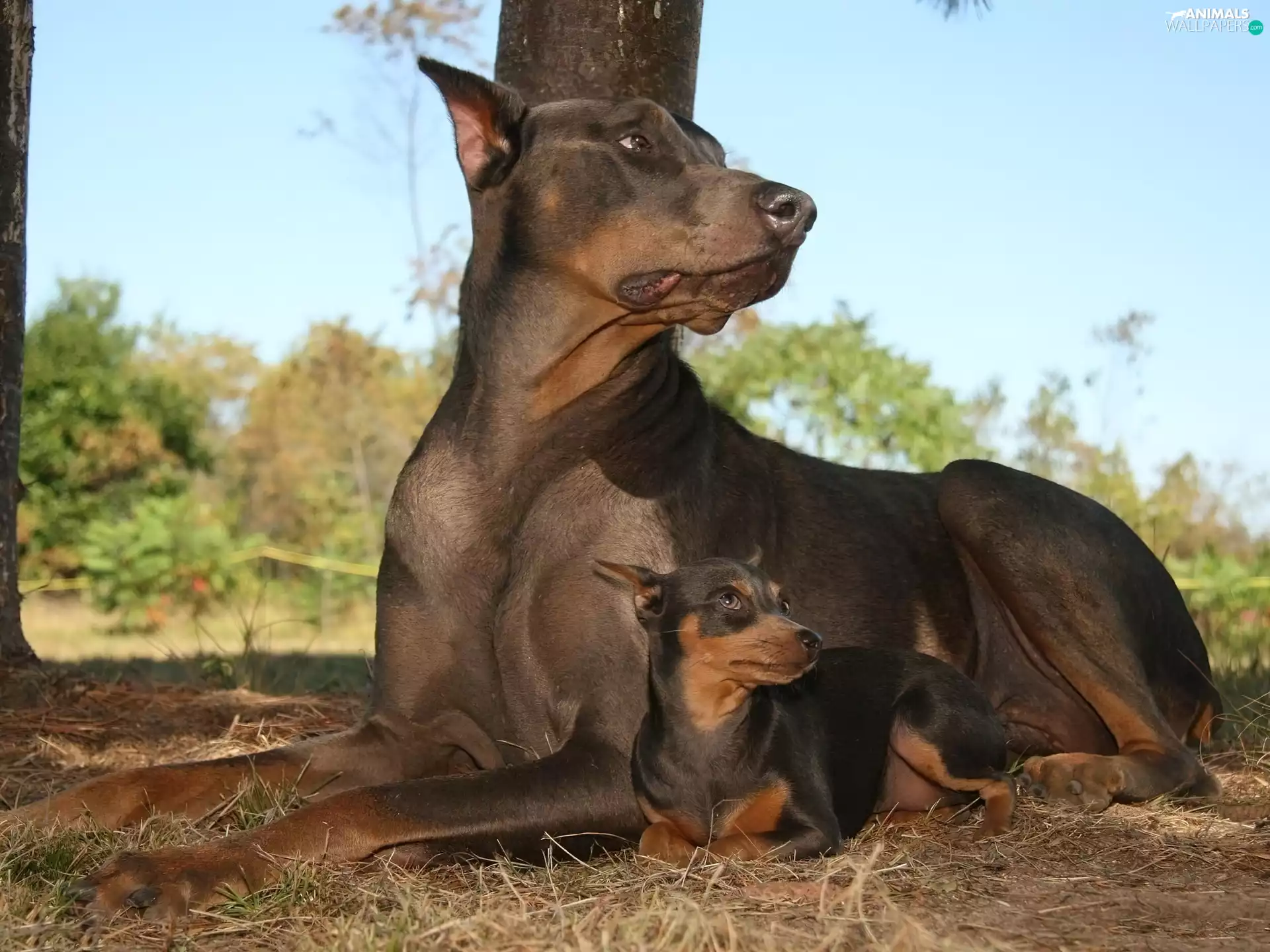 Big, small, Pinscher, Doberman