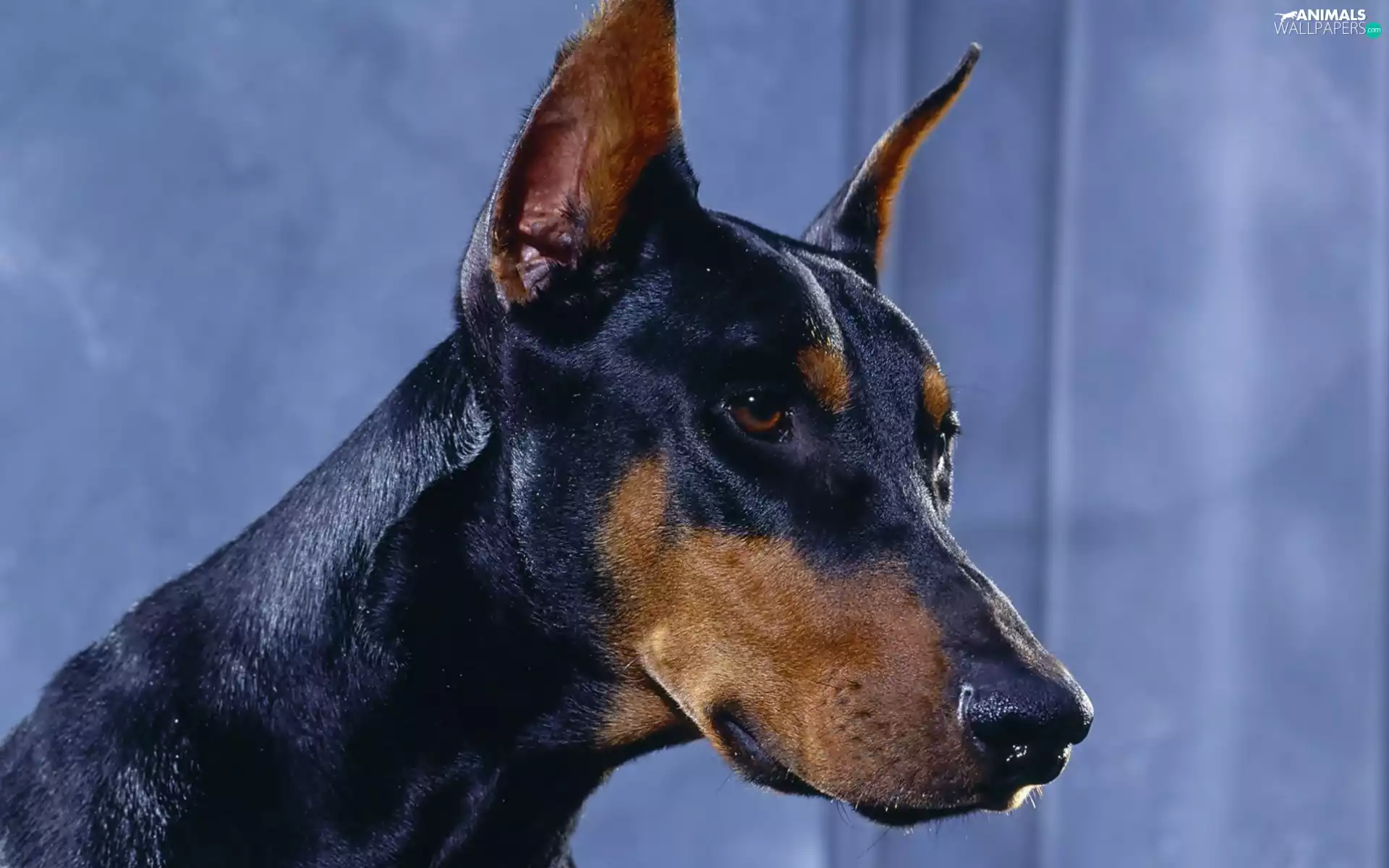 Doberman, mouth
