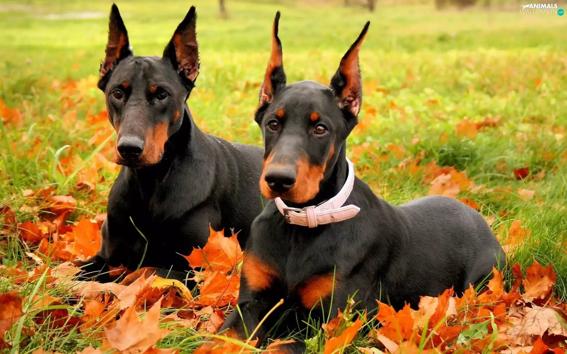 Dobermans, Leaf