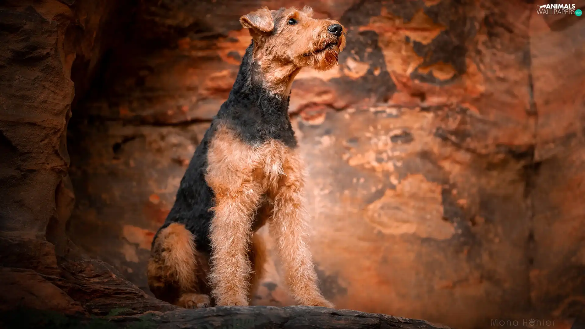 Airedale Terrier, sitter, dog