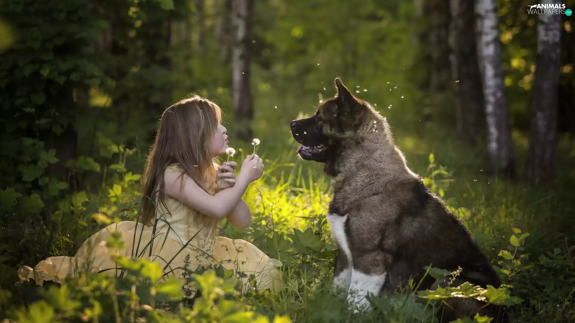 forest, dog, American akita, girl