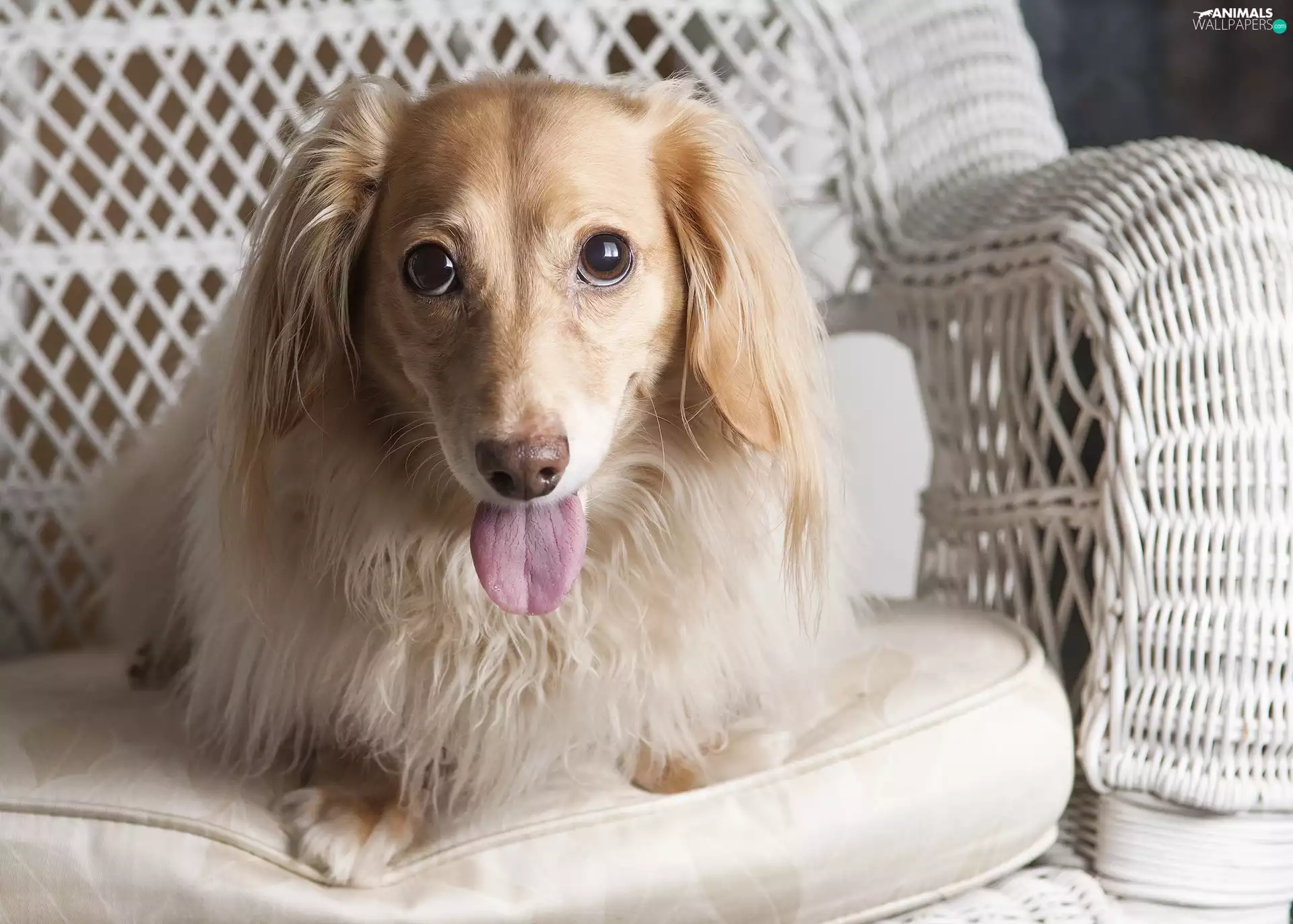 dog, wicker, Armchair