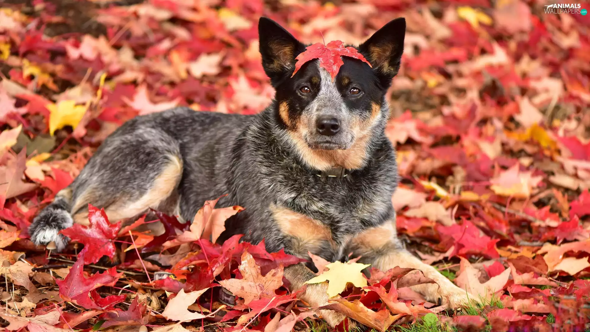 Leaf, dog, Australian cattle dog