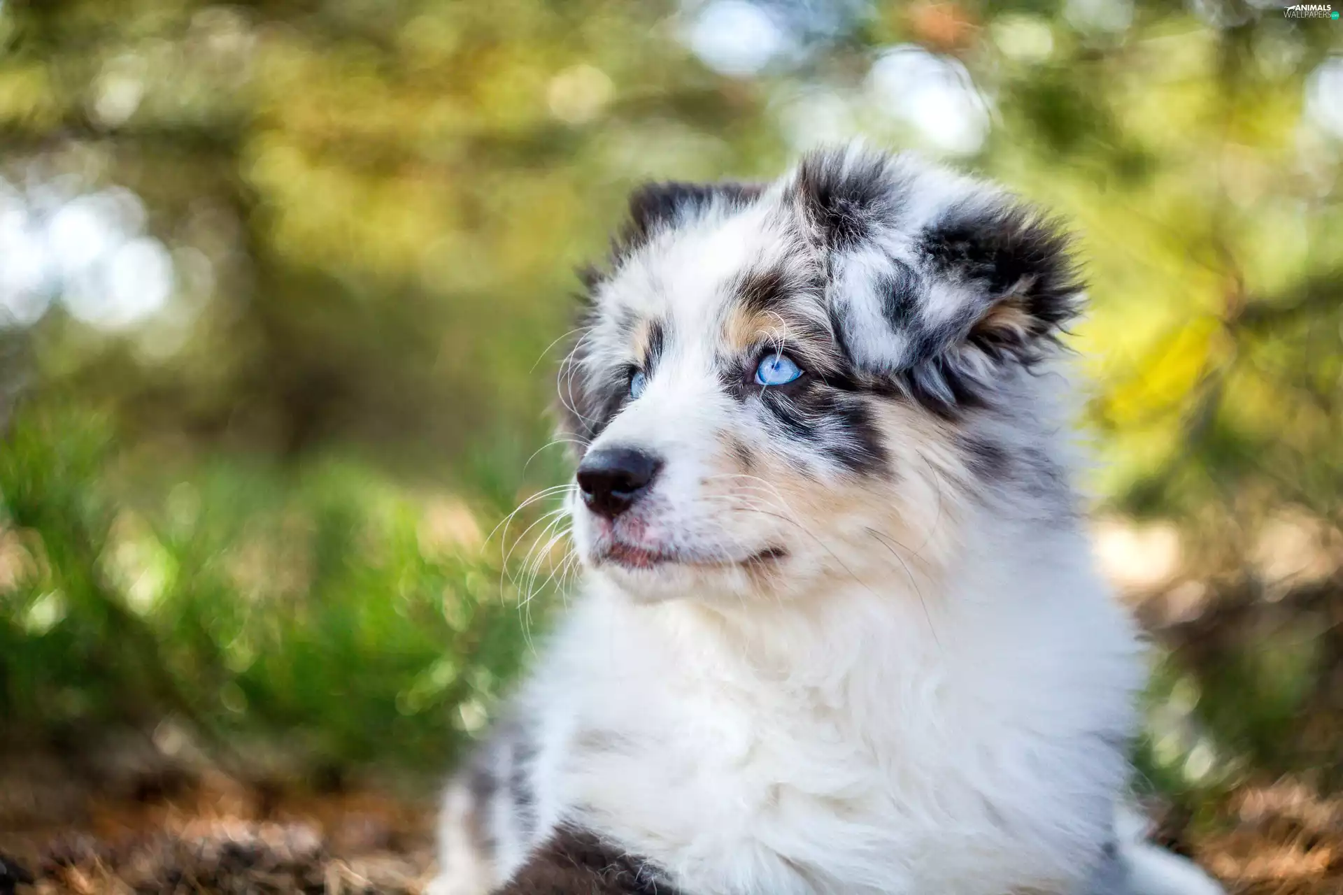 Australian, dog, sheep-dog