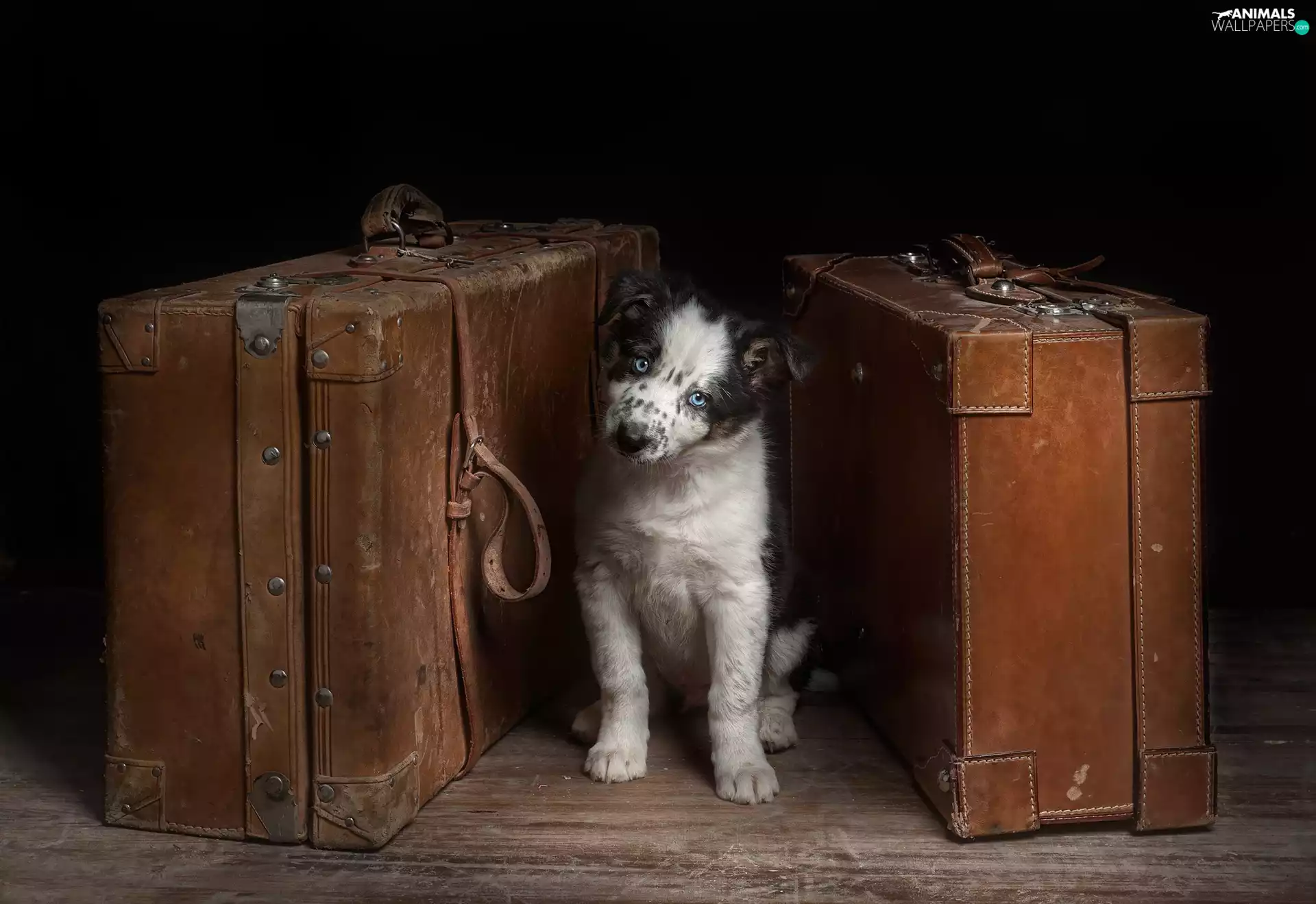Australian Shepherd, suitcase, dog
