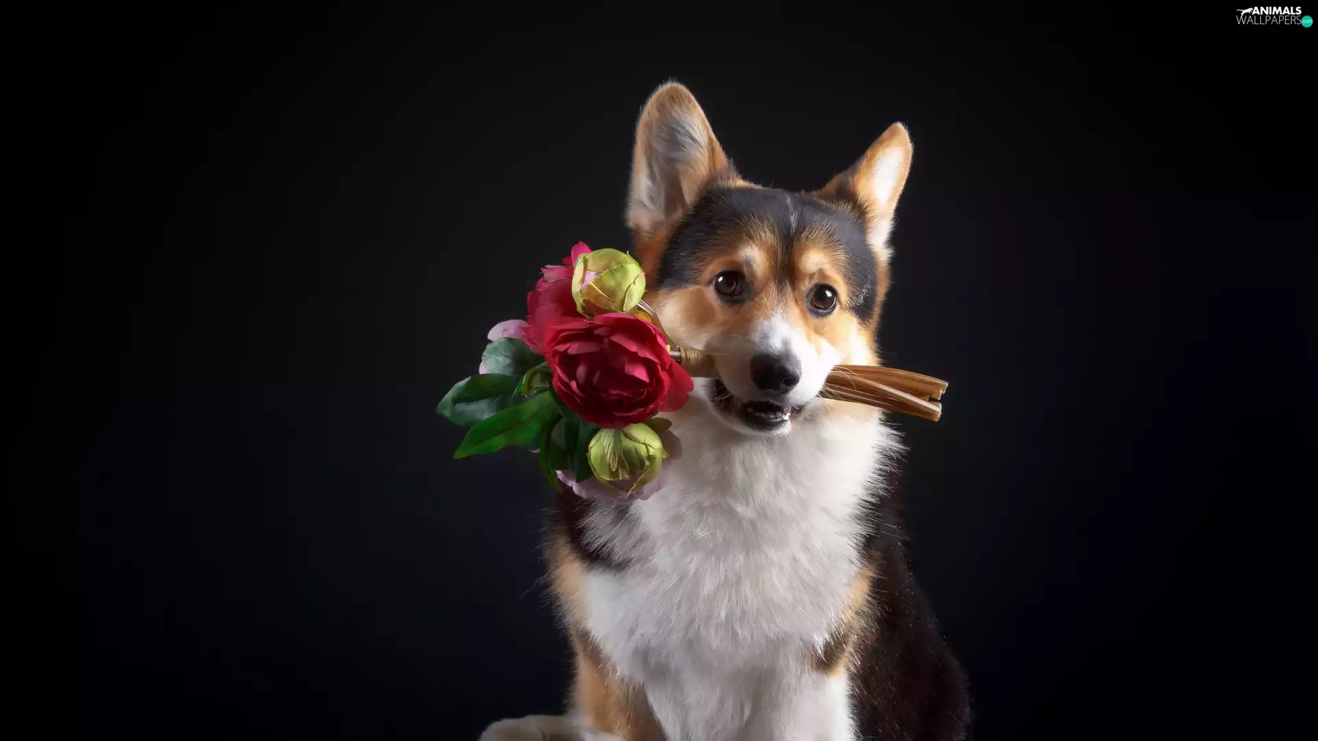Flowers, Dark Background, Welsh corgi pembroke, bouquet, dog