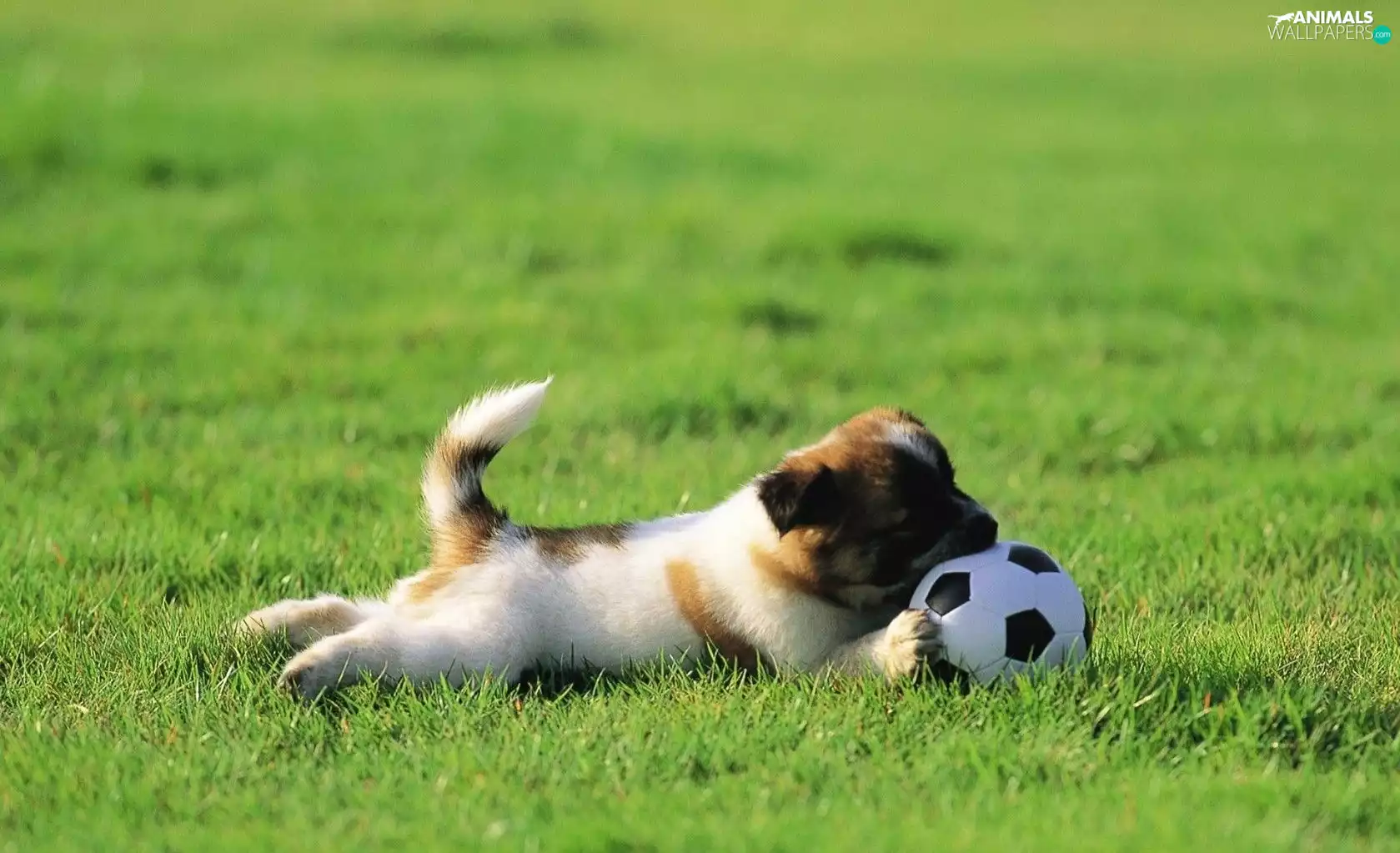 dog, Ball