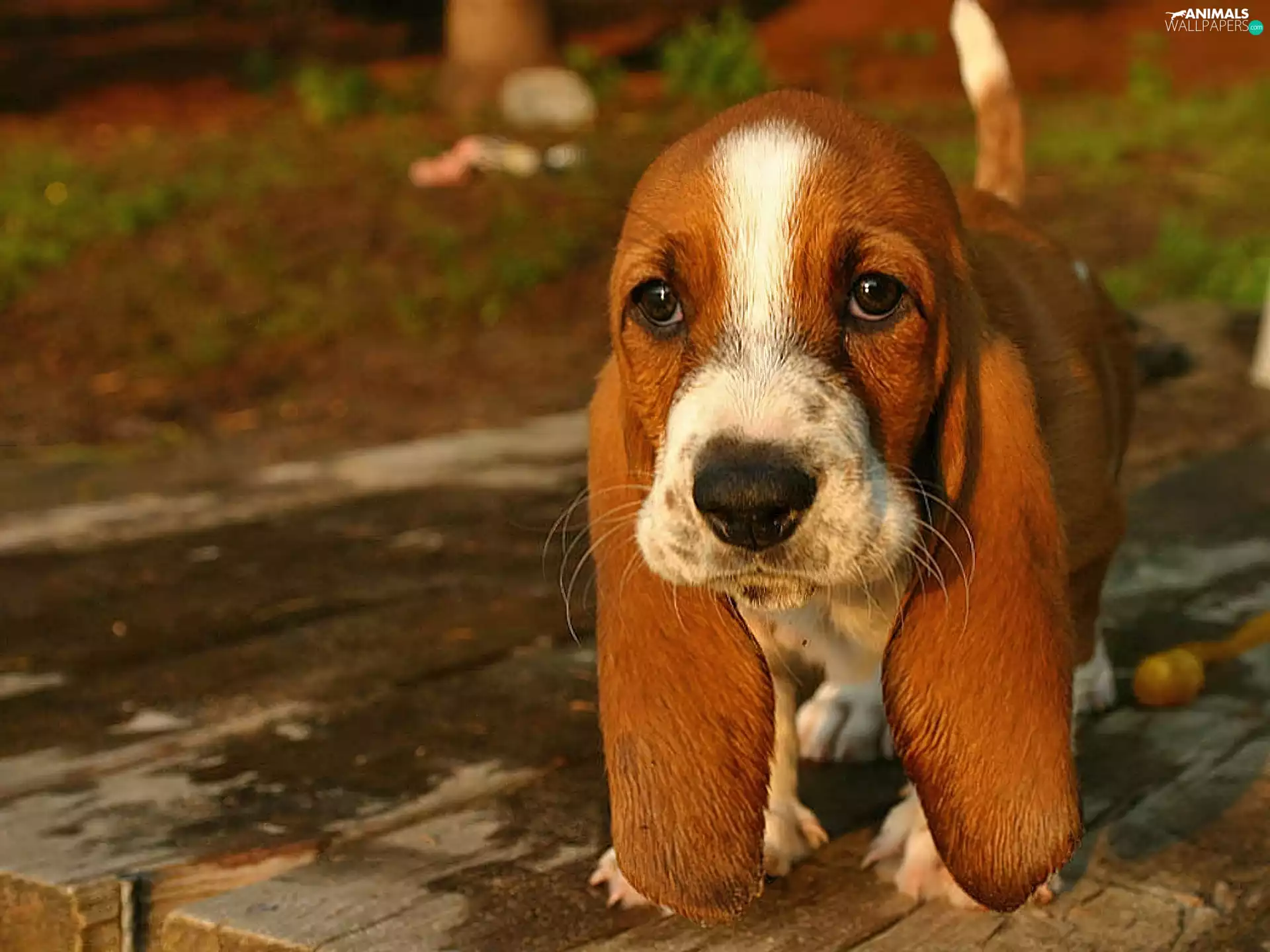 dog, basset