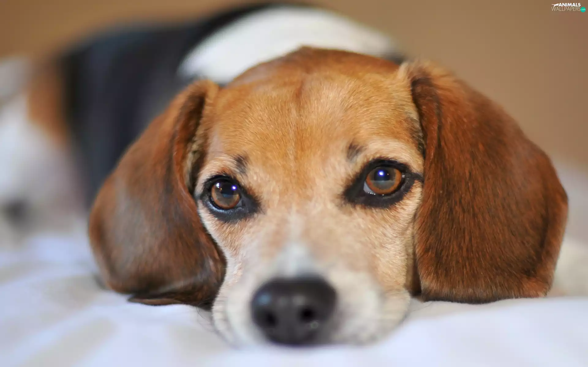 Beagle, muzzle, Eyes, dog