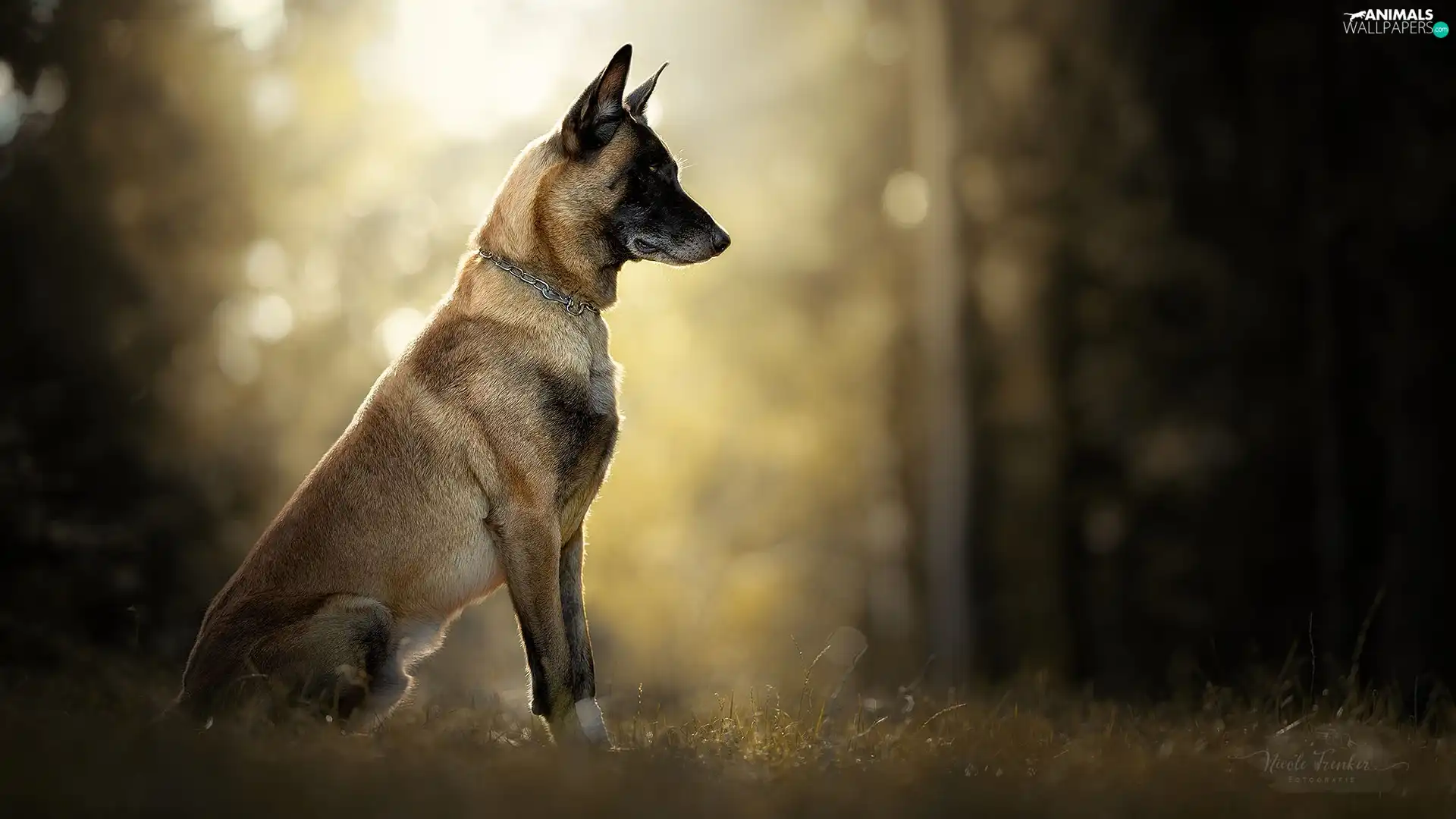 grass, dog, Belgian Shepherd Malinois