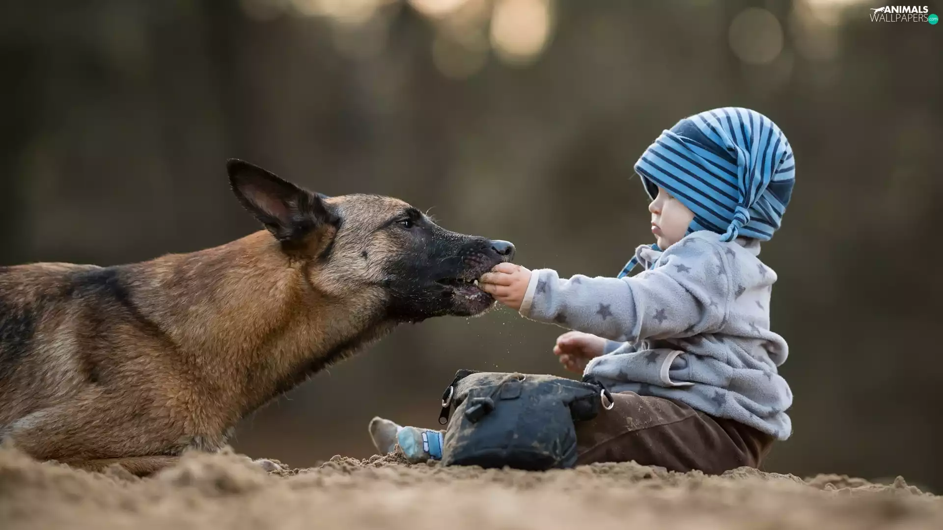 Kid, dog, Belgian Shepherd Malinois
