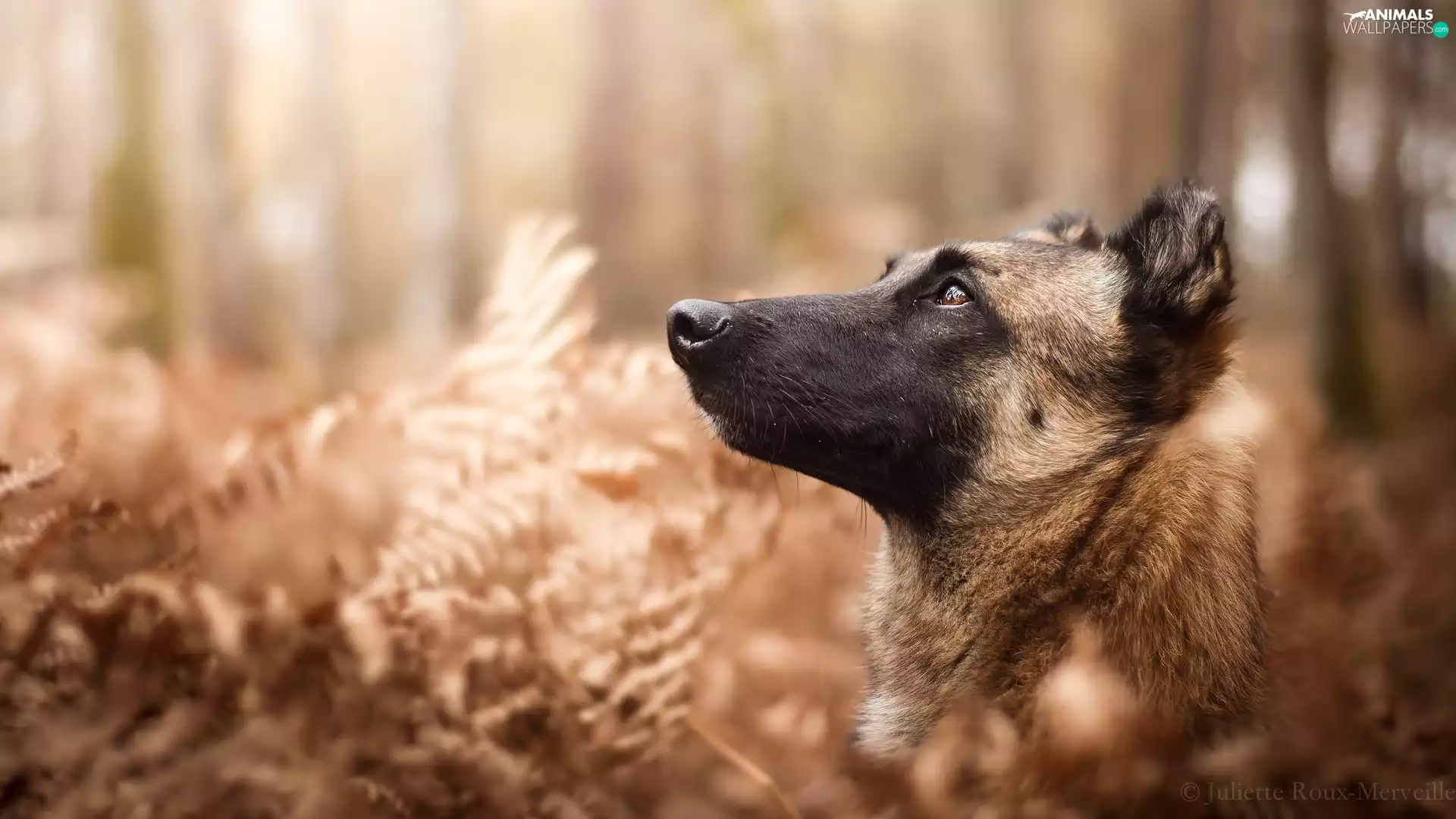 Plants, dog, Belgian Shepherd Malinois