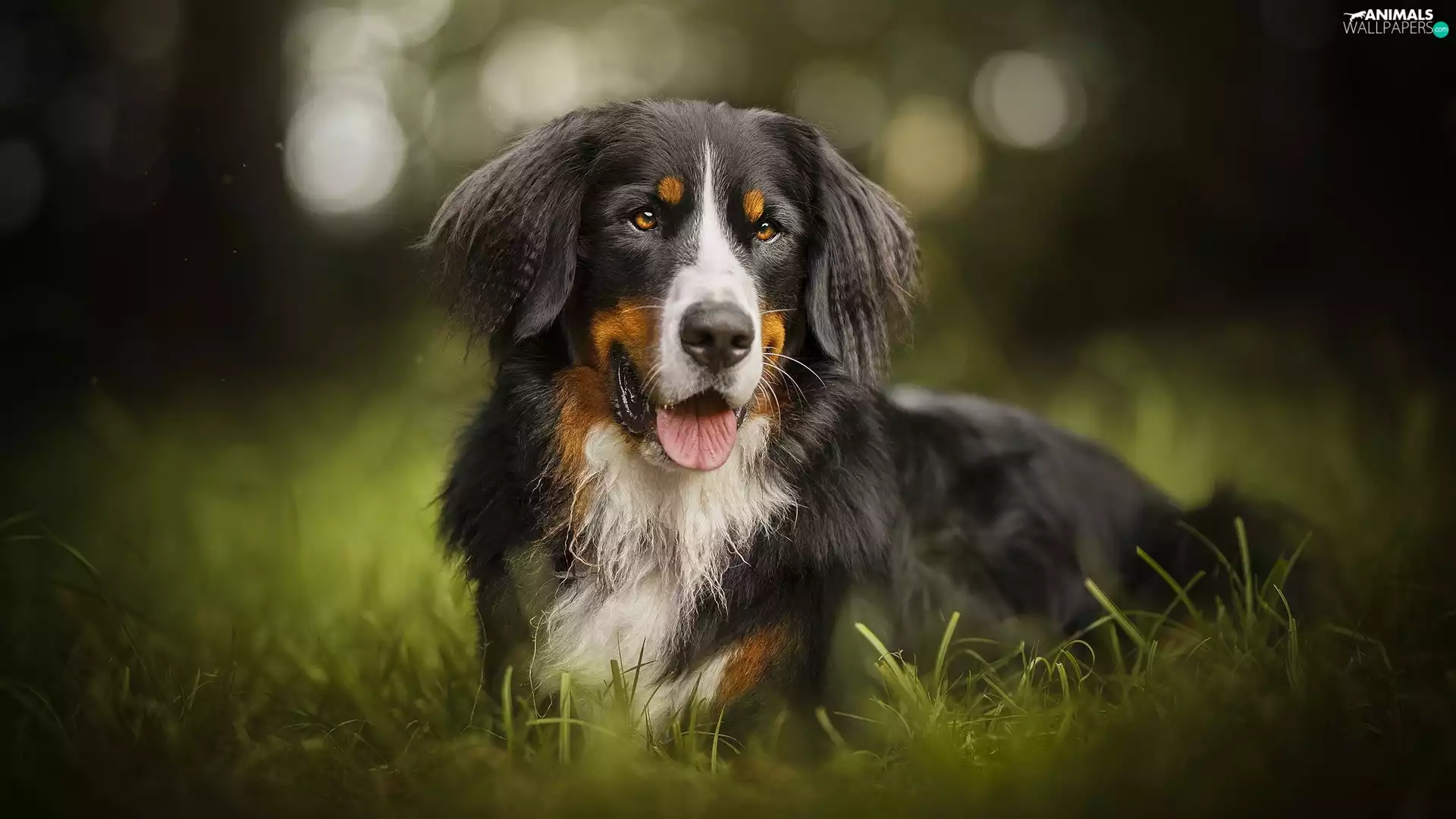grass, dog, Bernese Mountain Dog
