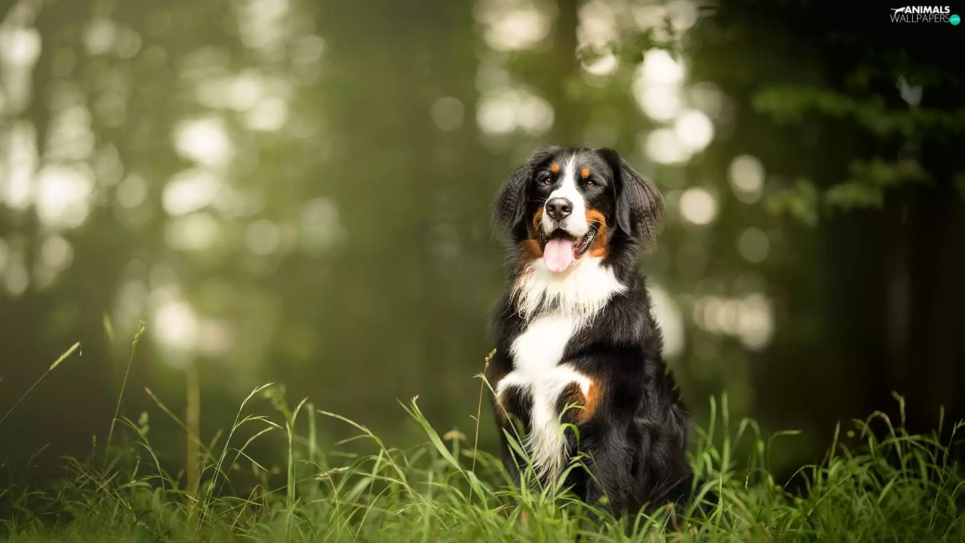 grass, dog, Bernese Mountain Dog