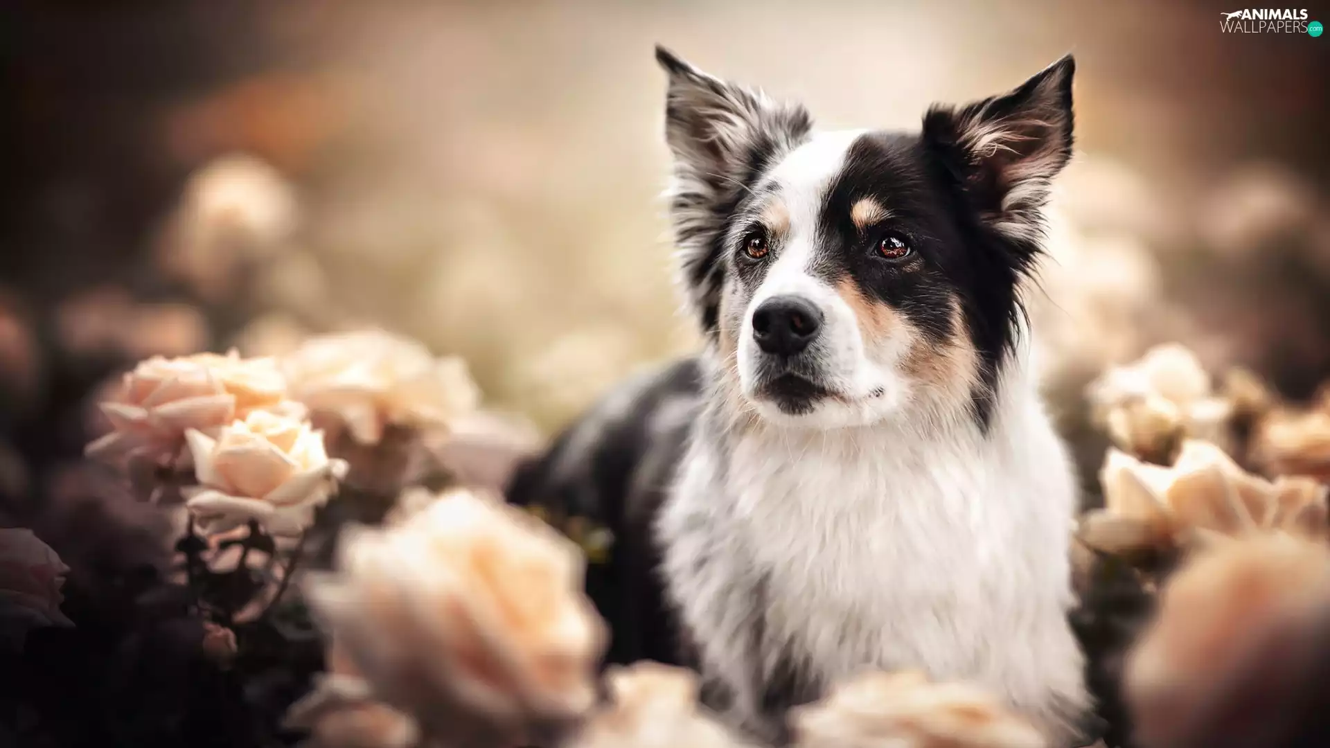 roses, blur, black and white, Australian Shepherd, dog