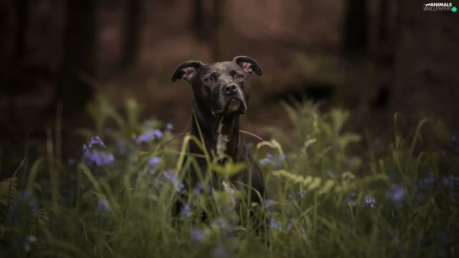 Black, grass, Flowers, dog
