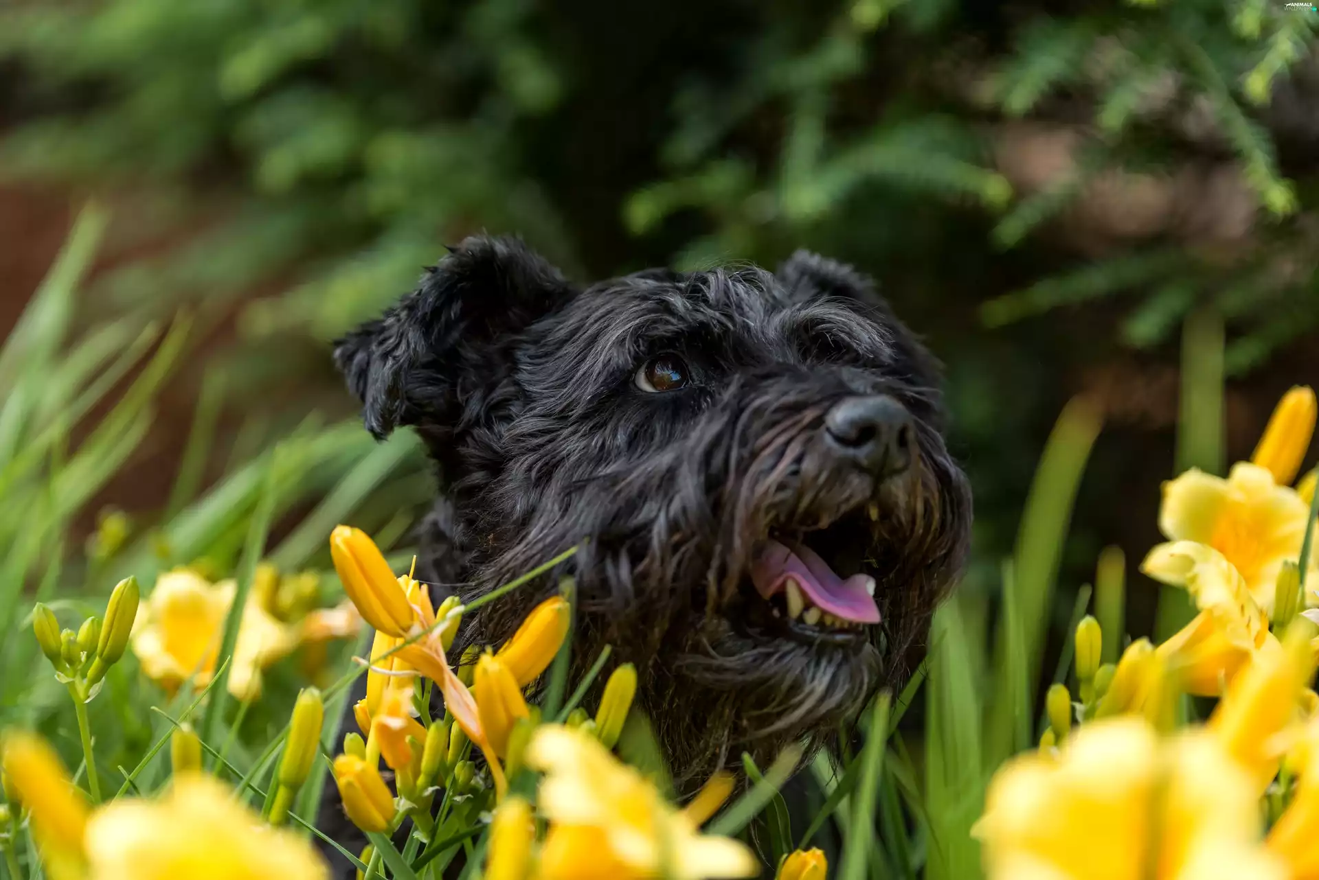 Black, Yellow, Flowers, dog