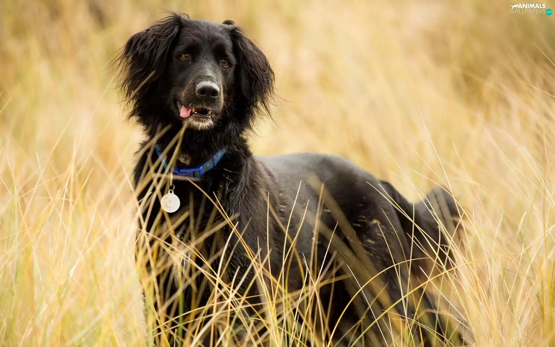 Black, Meadow, grass, dog