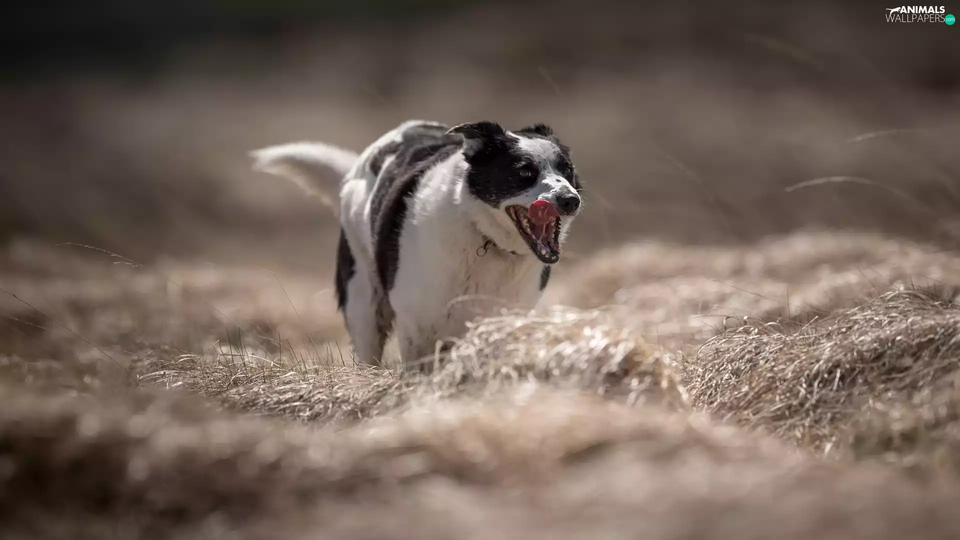 Meadow, grass, black and white, Border Collie, dog