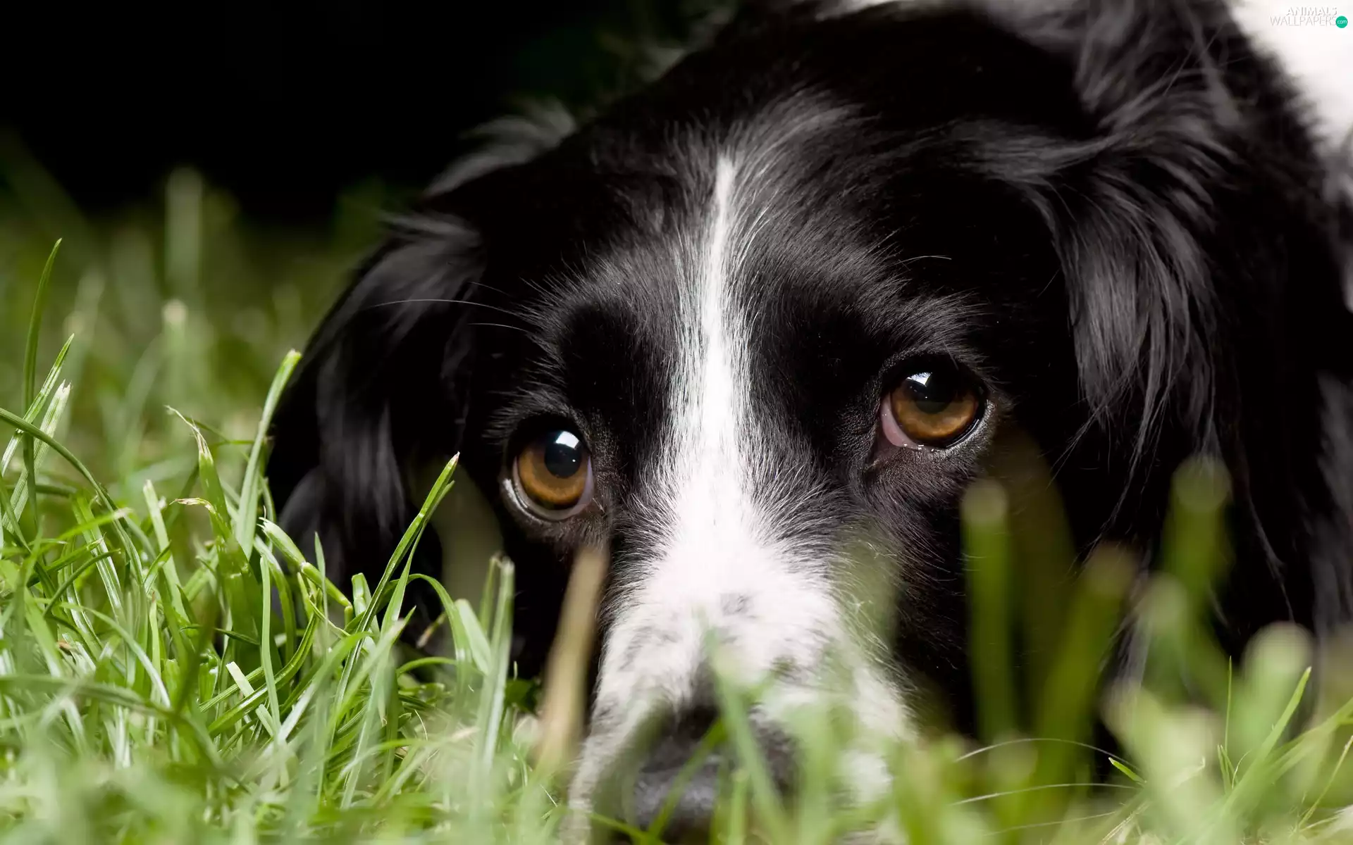 head, dog, black, White, grass