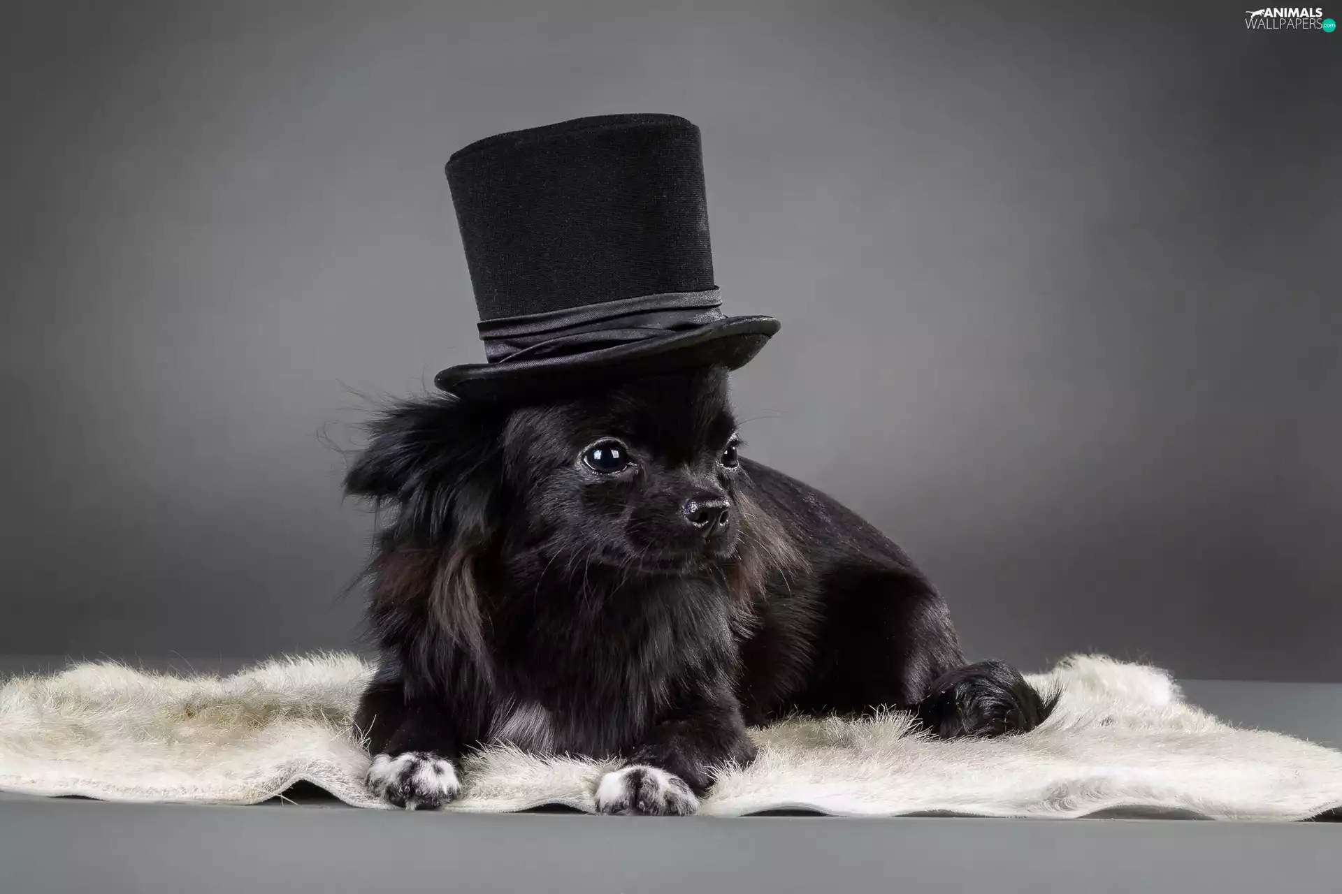 Black, cylinder, Hat, dog