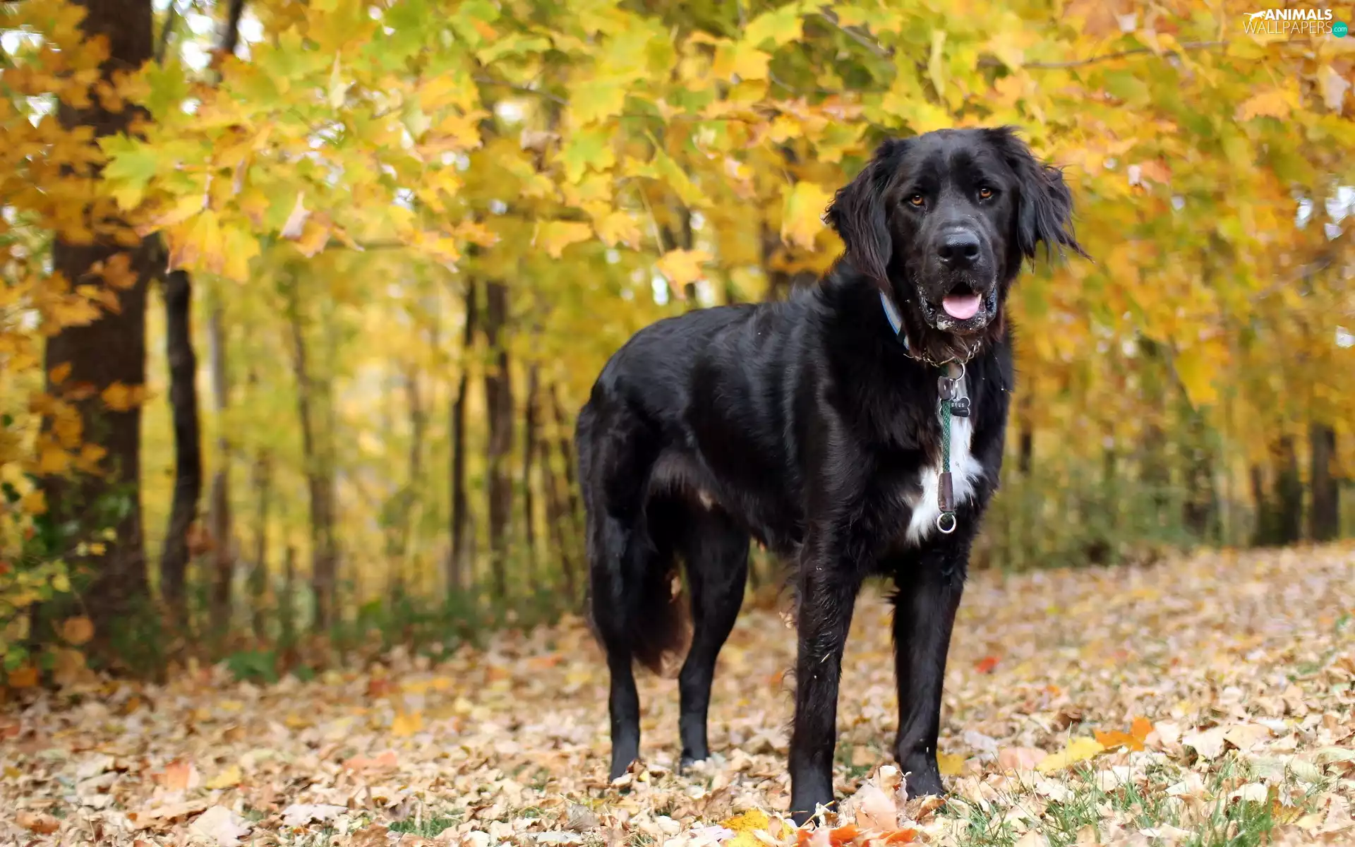 Black, autumn, Park, dog