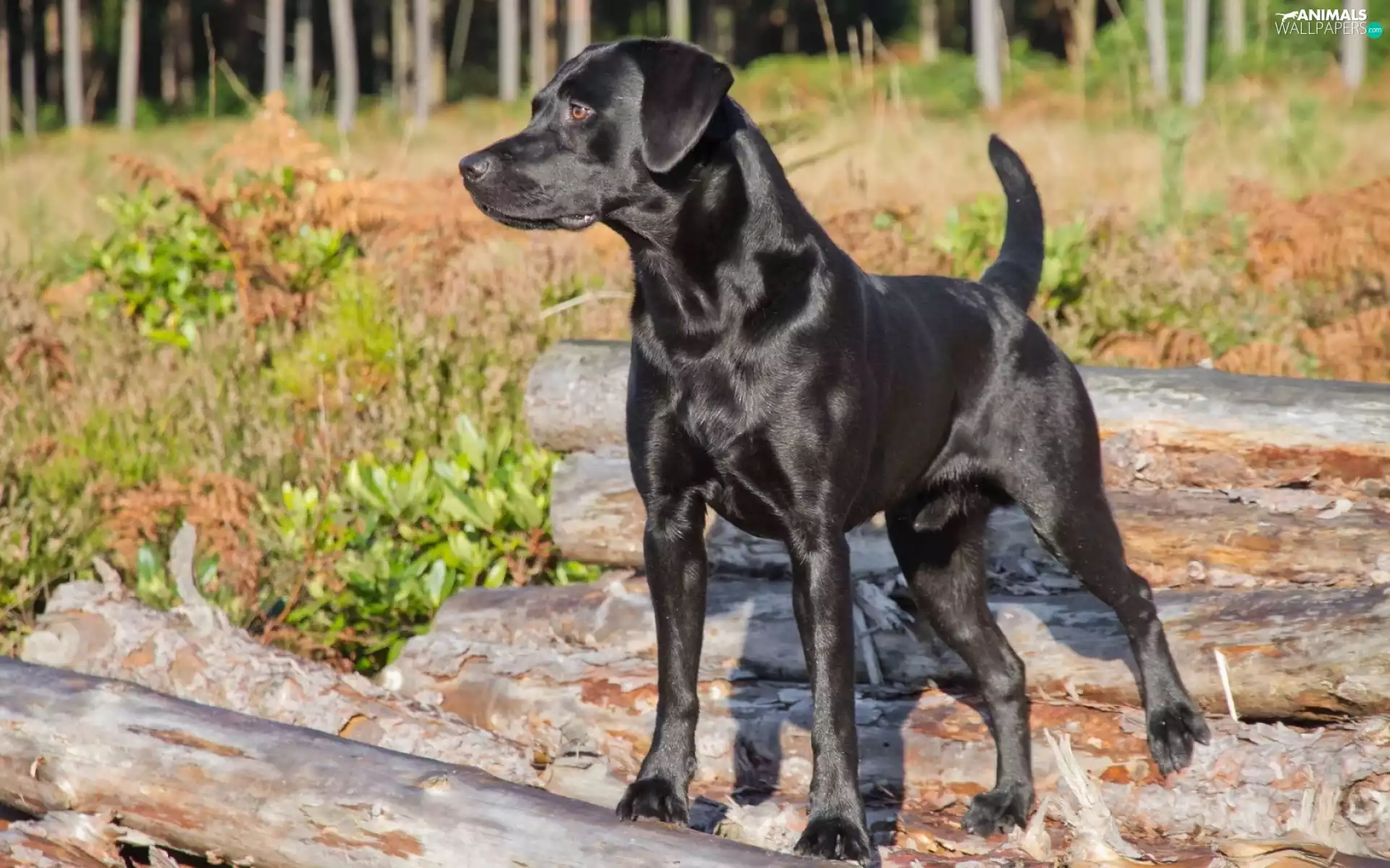 scrub, Labrador Retriever, dog, Logs, Black