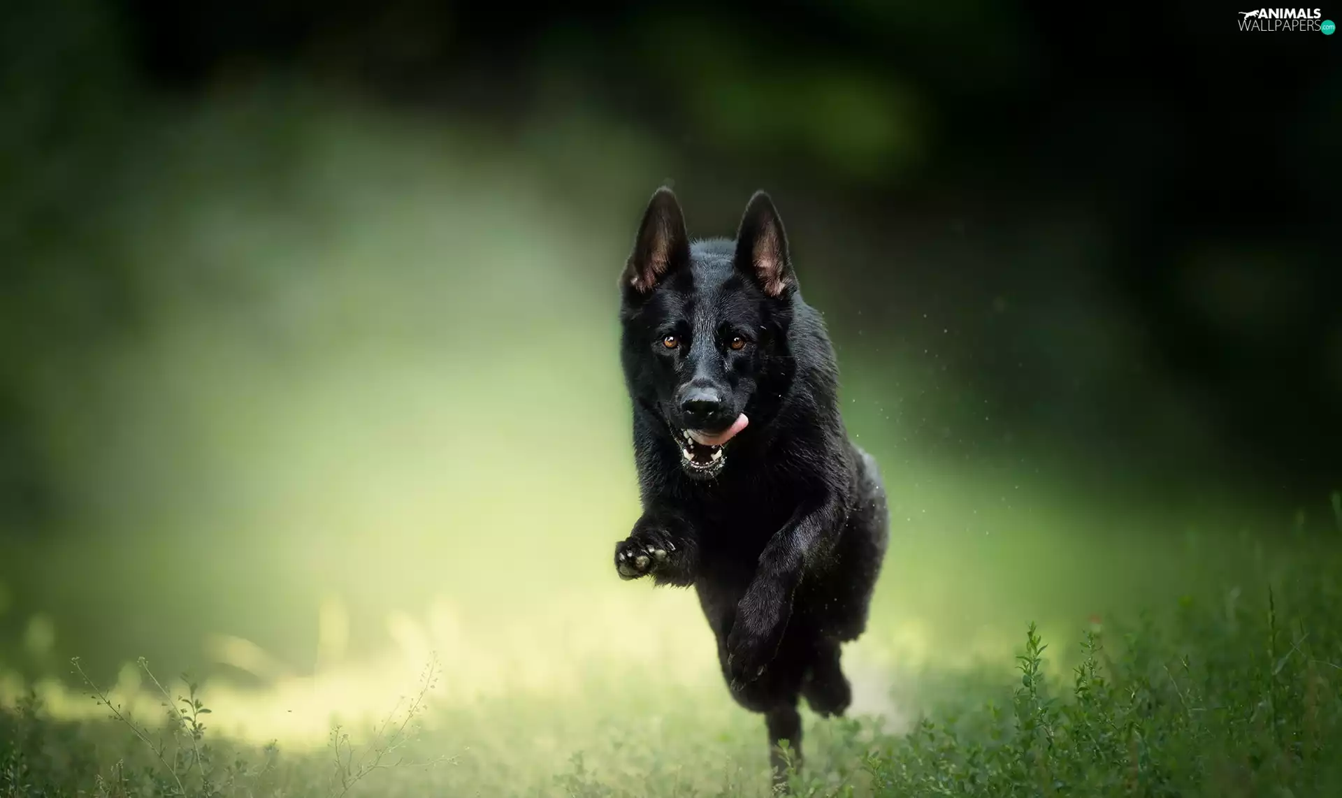 Black German Shepherd Dog