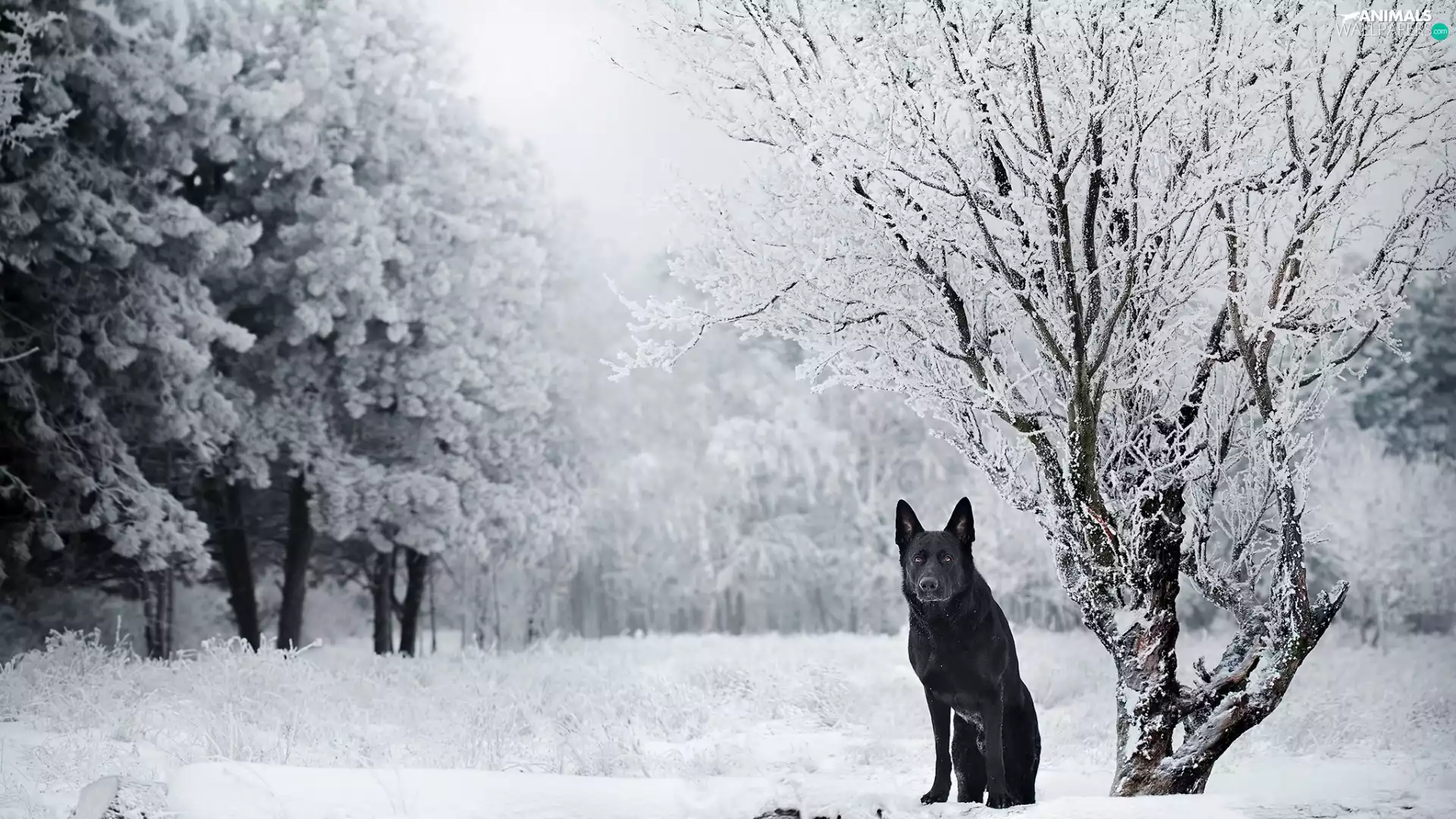 trees, viewes, Black German Shepherd Dog, winter, dog