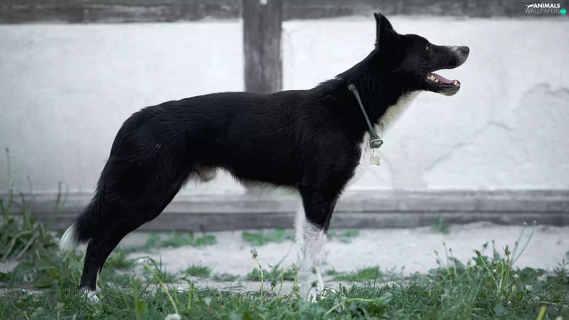 Black, grass, wall, dog