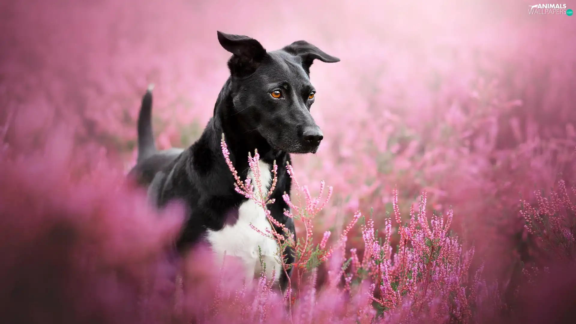 heathers, dog, black and white