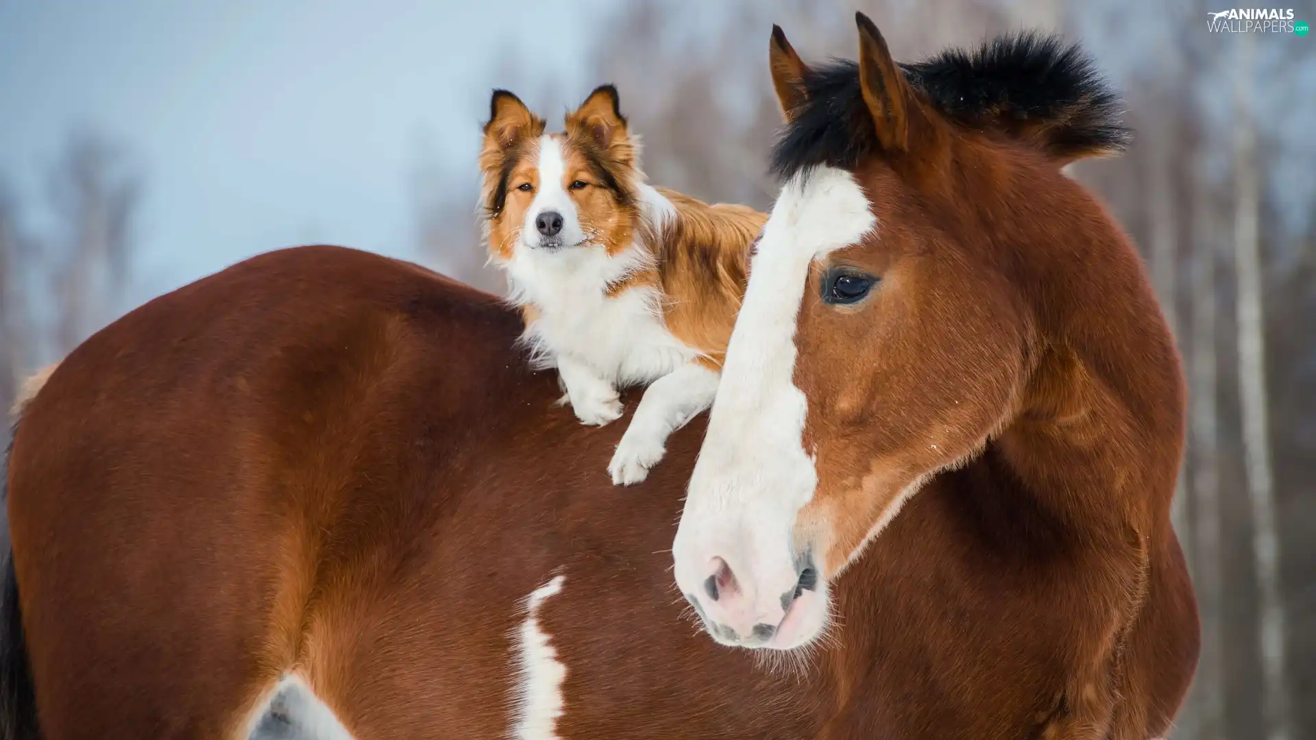 Border Collie, Horse, dog