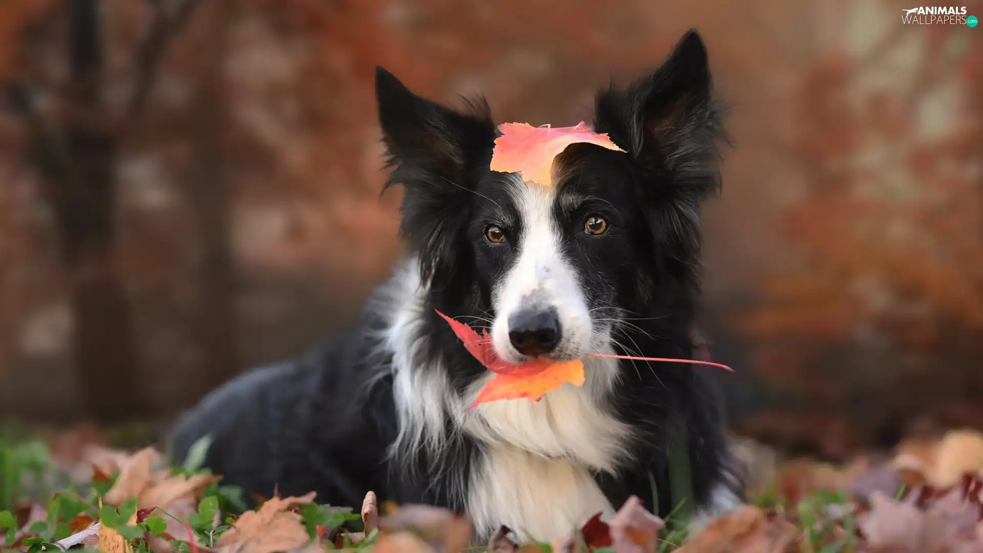 Border Collie, Leaf, dog