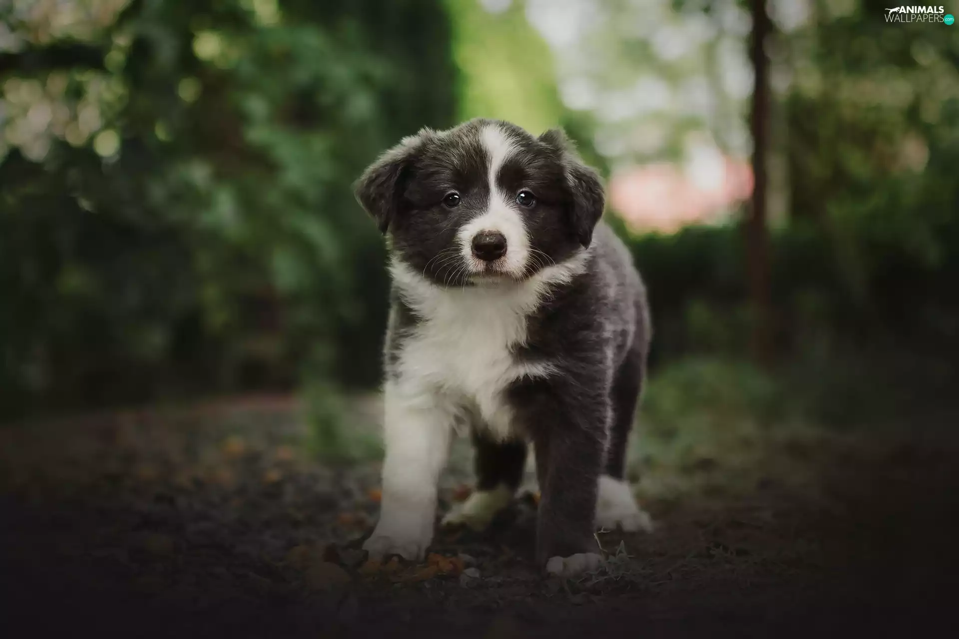 Border Collie, Puppy, dog
