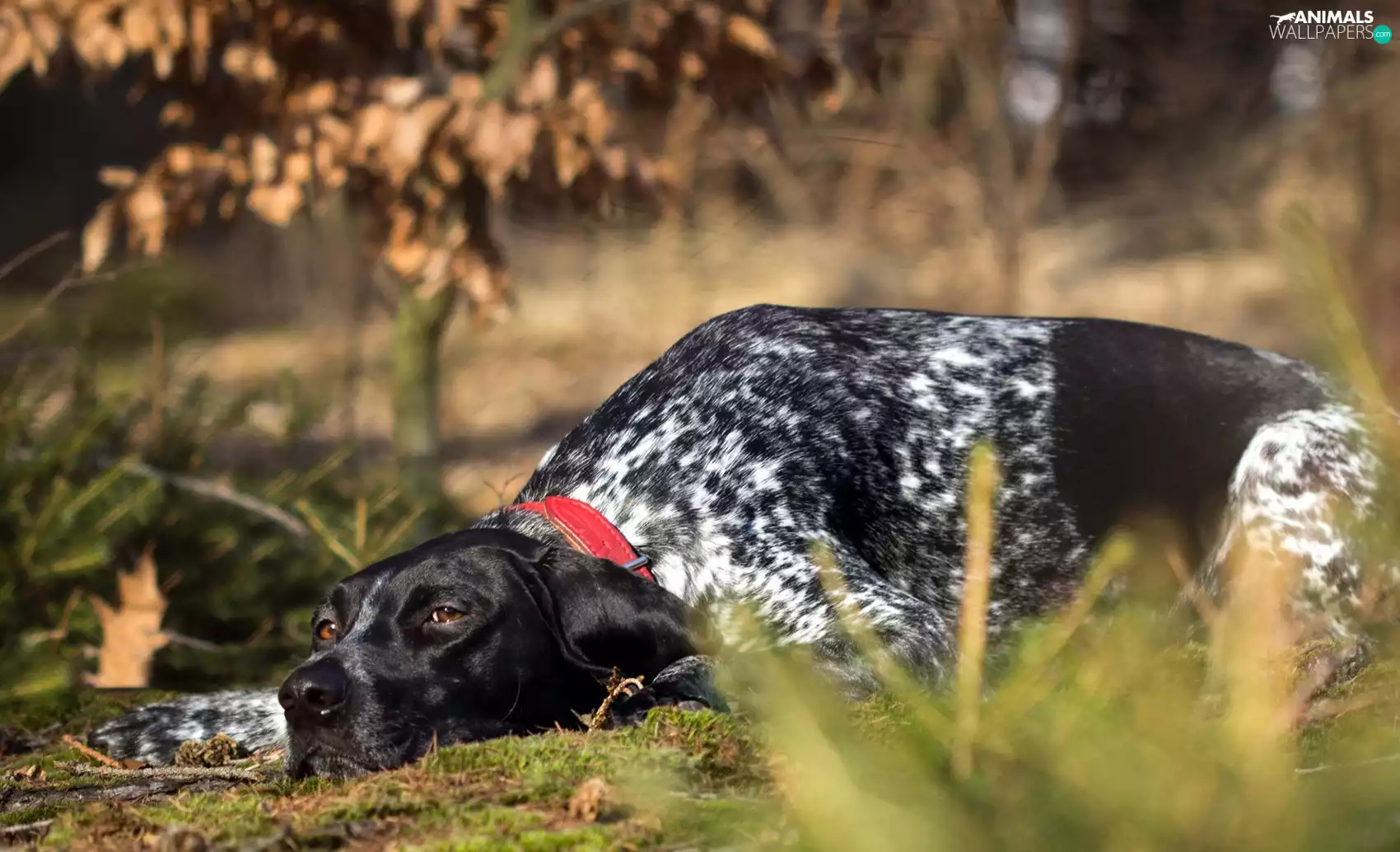 Braque d, lying, dog