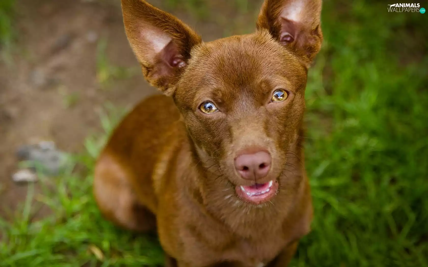 Brown, Stalked, ears, dog