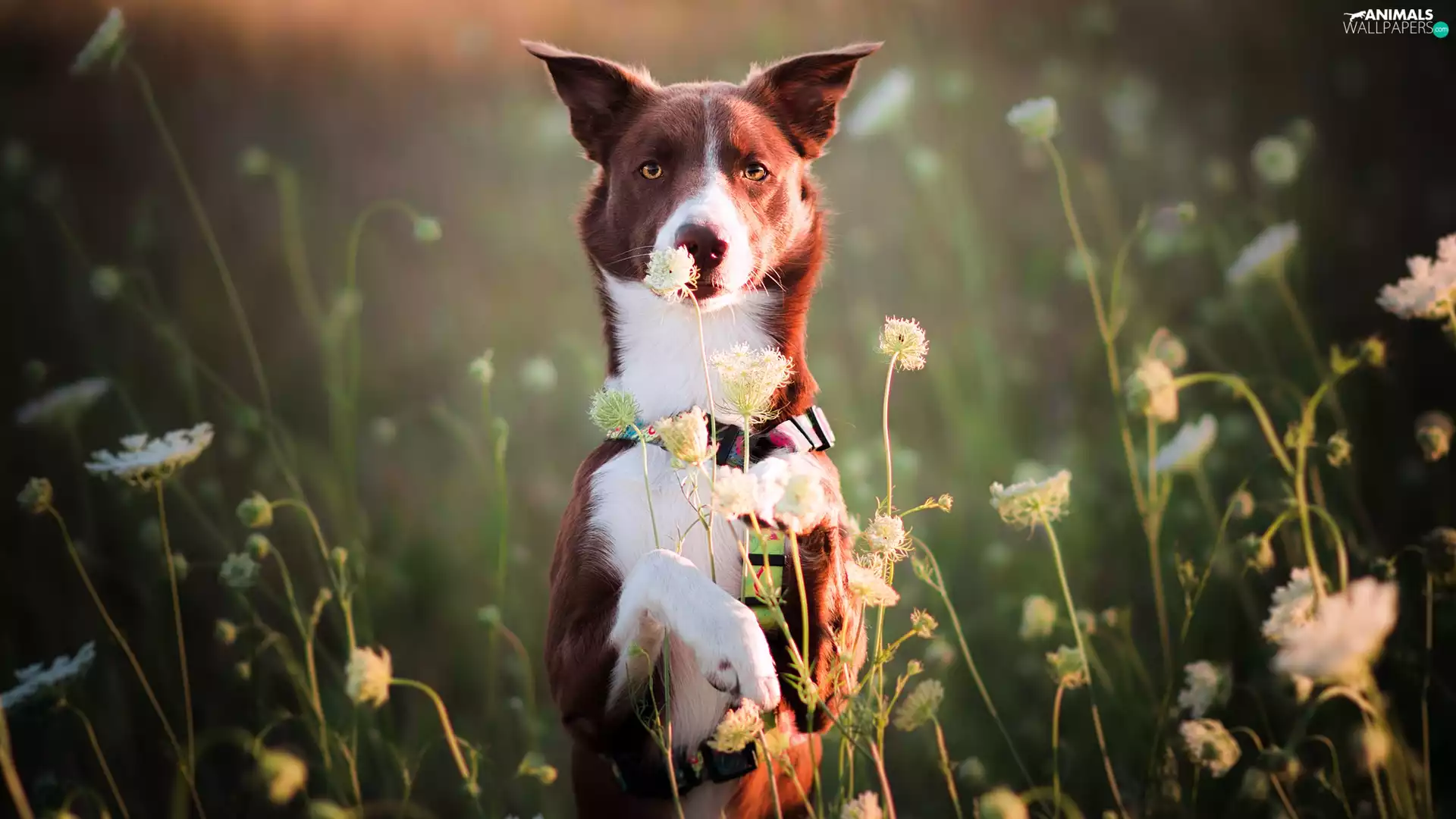 Meadow, Flowers, Brown and white, Border Collie, dog
