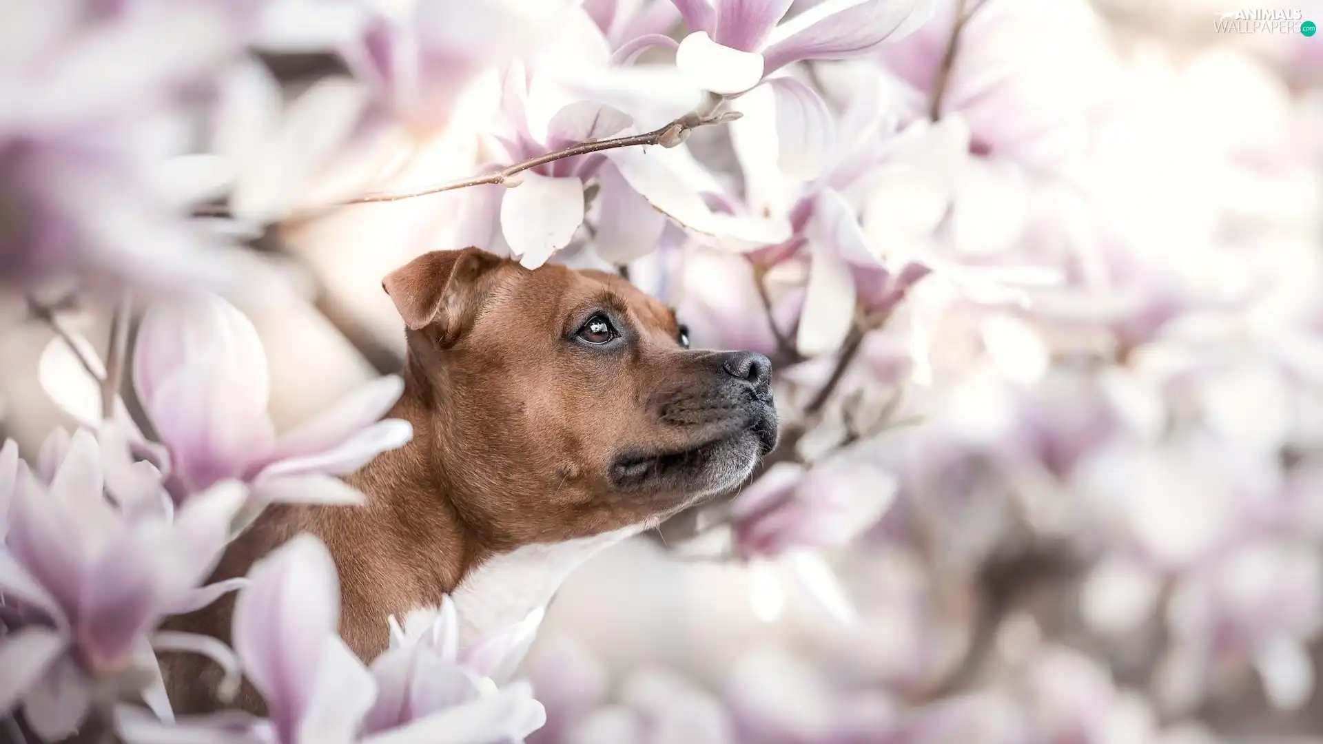 Brown, Flowers, Magnolias, dog