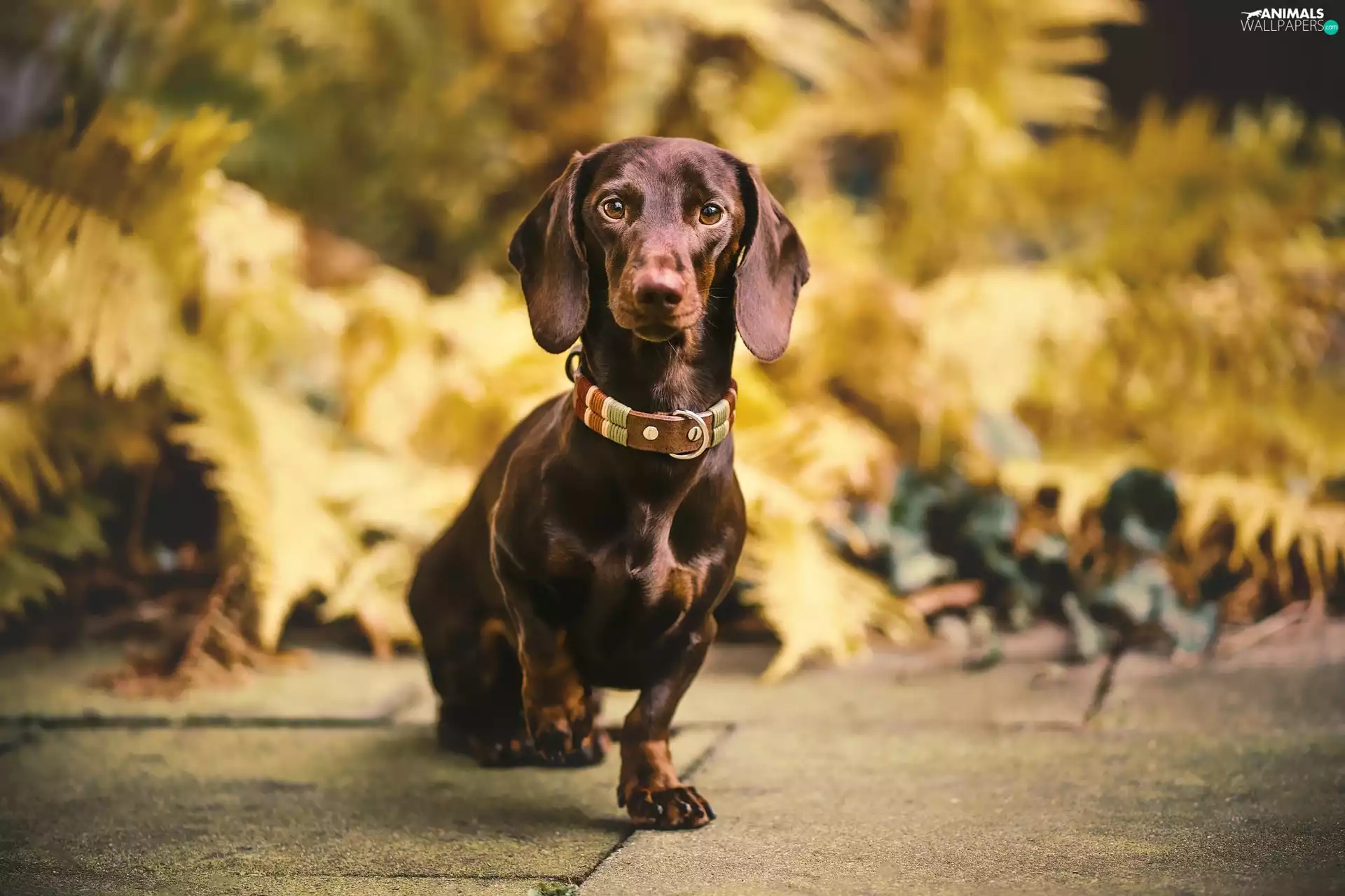 dog, Dachshund Shorthair, dog-collar, Brown