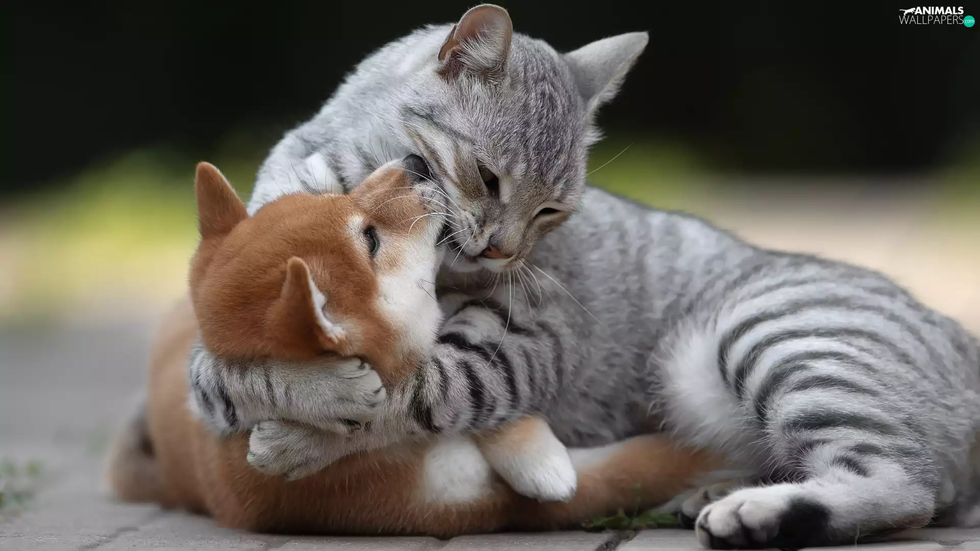 Shiba inu, friends, dog, Puppy, cat