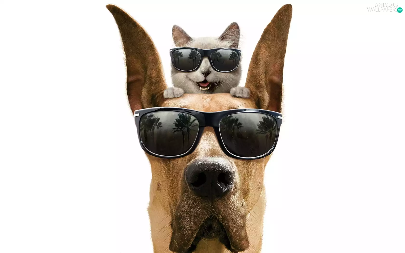 cat, Glasses, Head, dog