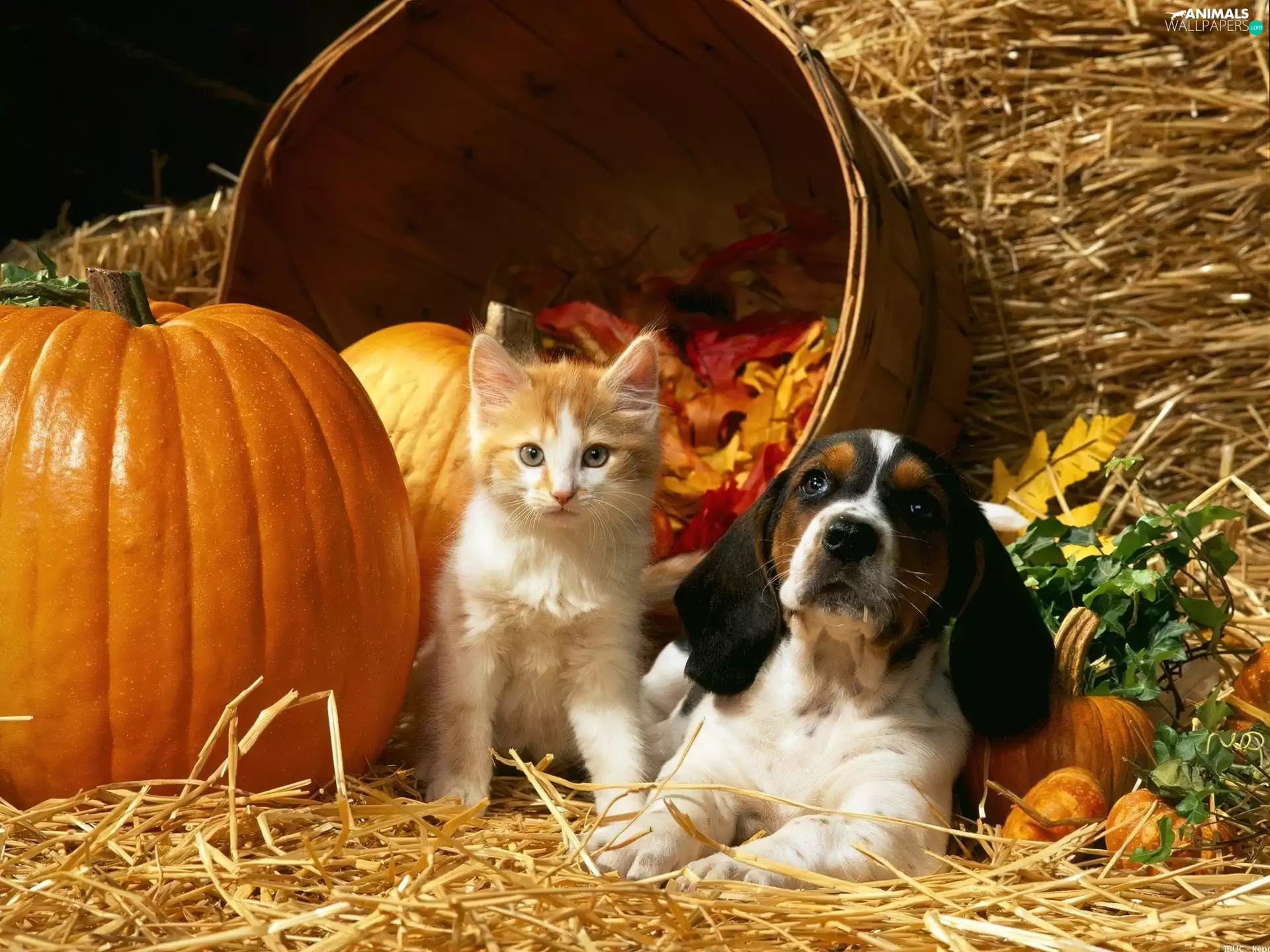 cat, pumpkin, straw, dog