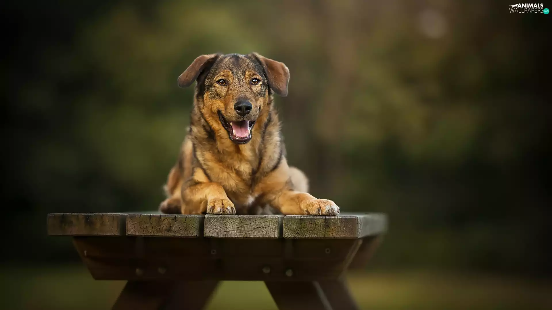 cheerful, mongrel, Bench, dog