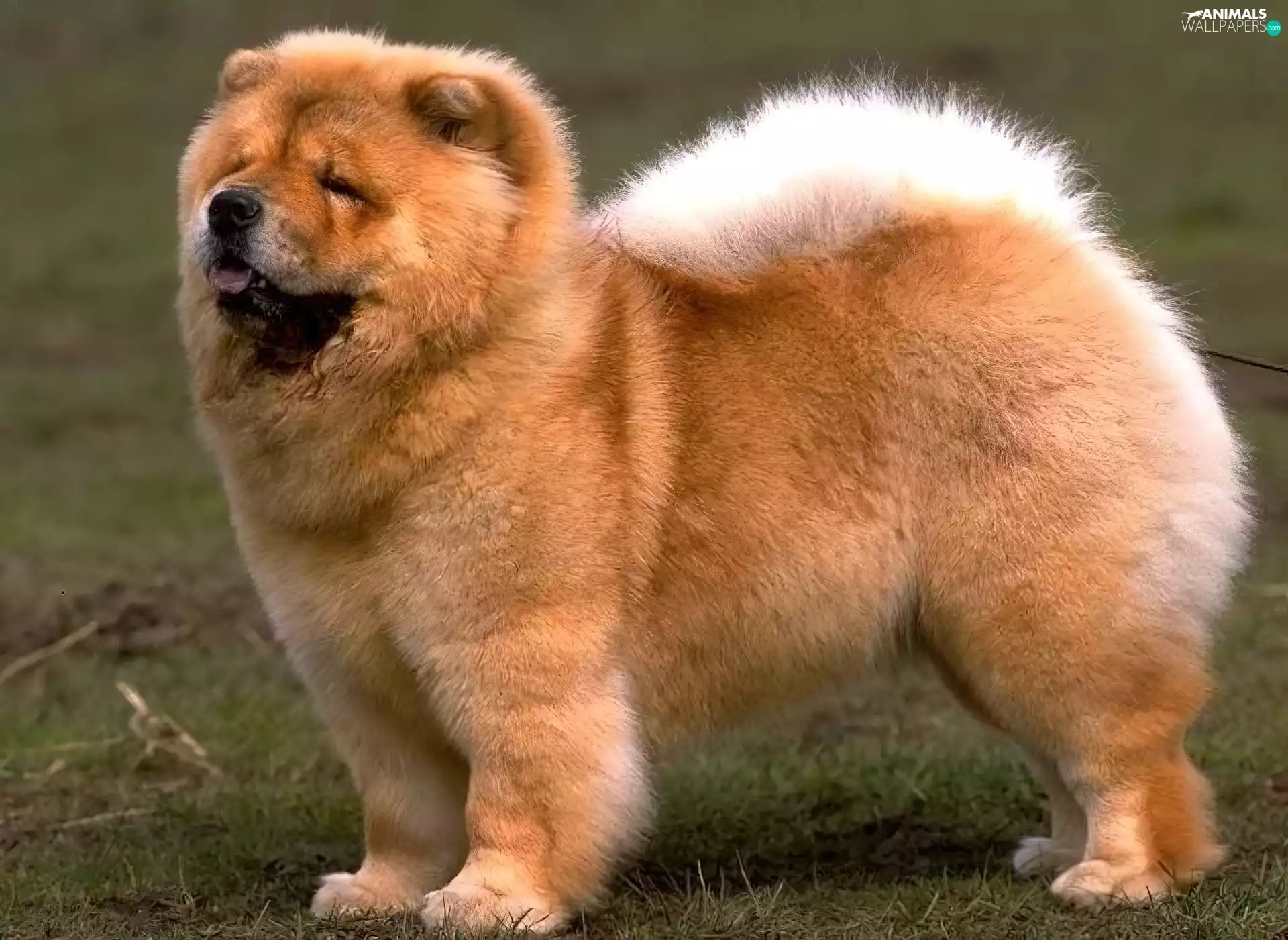 dog, Chow chow