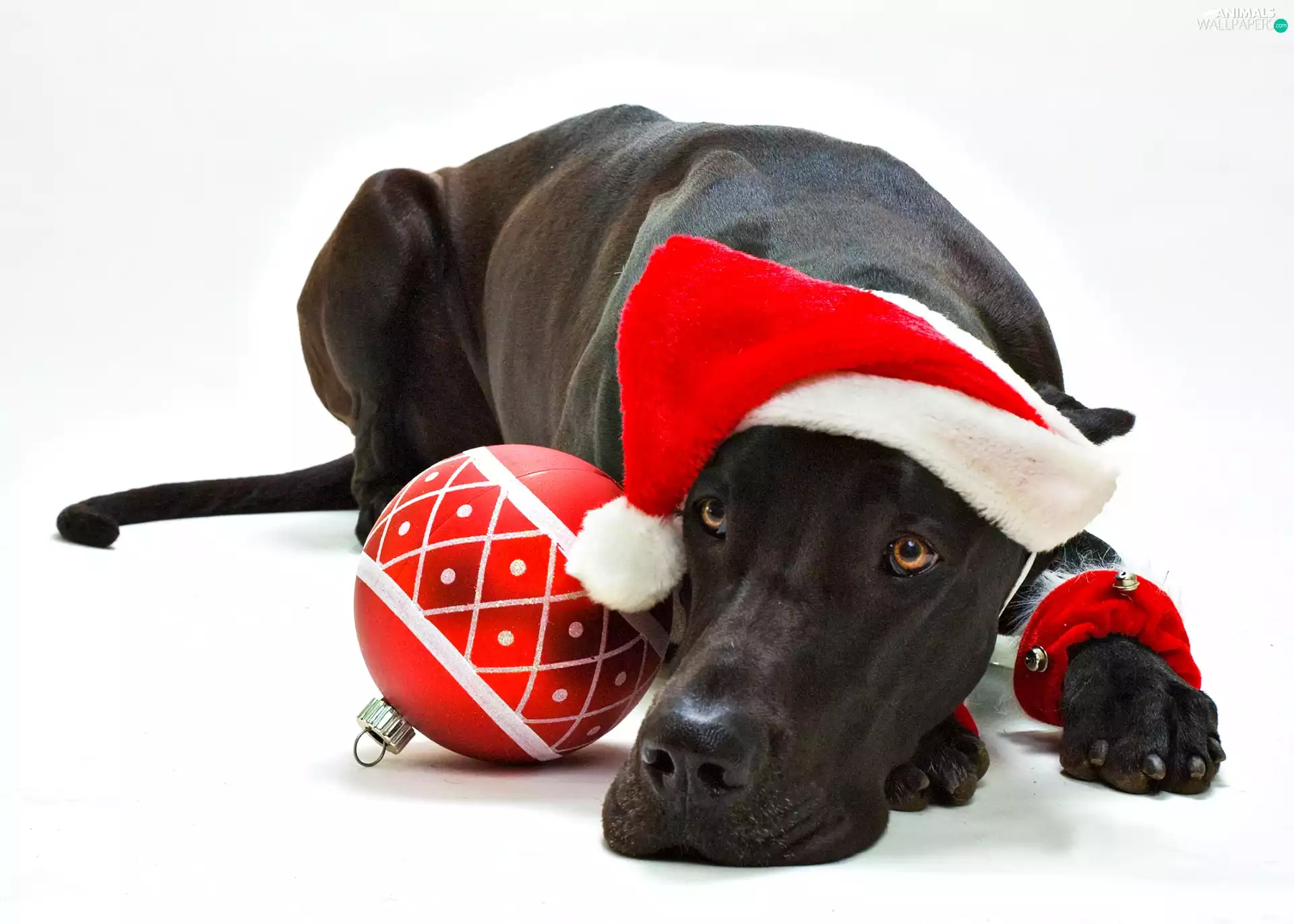 Dog German, Christmas