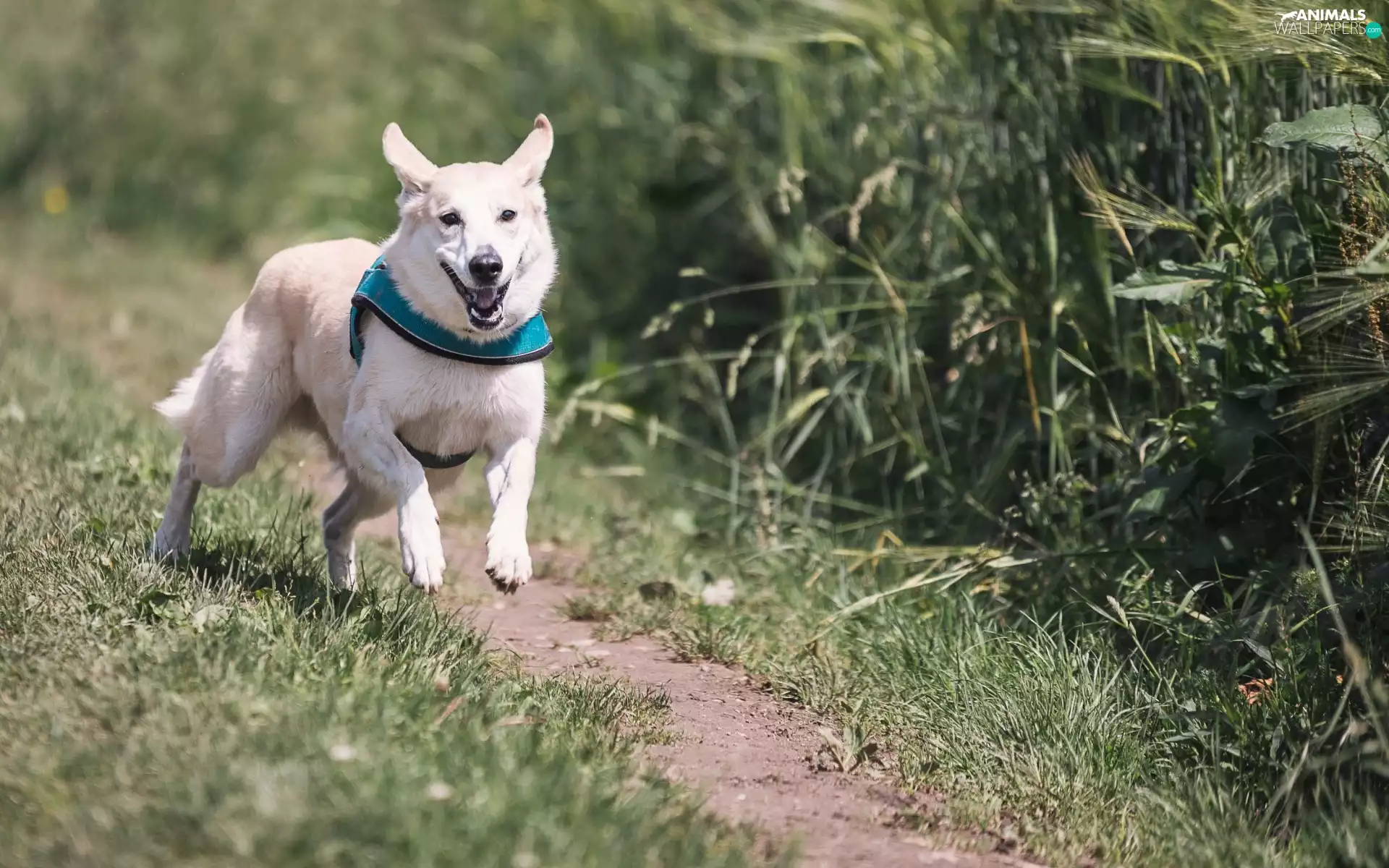 White, dog-collar, gear, dog